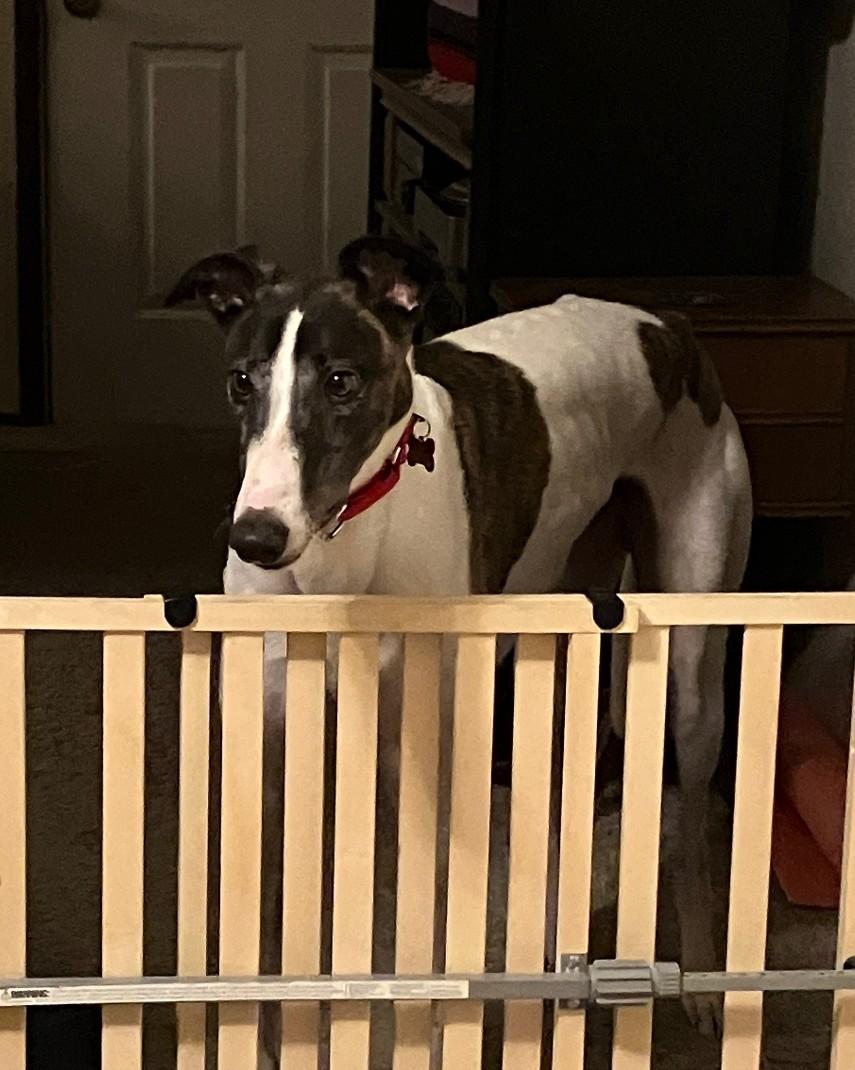 Enlarge By By, an adopted Greyhound in Bondurant, IA image 4/4