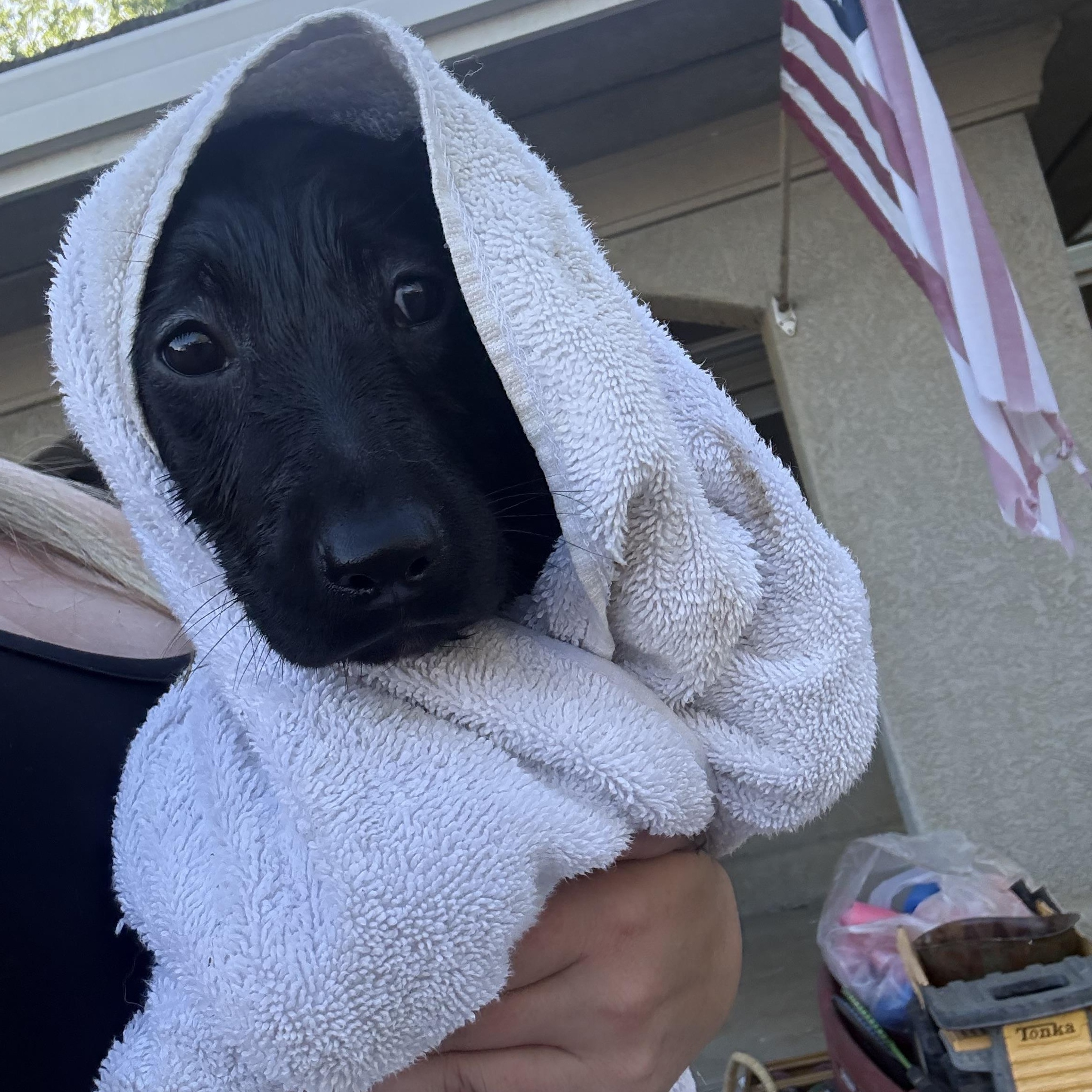 Enlarge Pistol Annie , an adopted Black Labrador Retriever in Winters, CA image 4/4