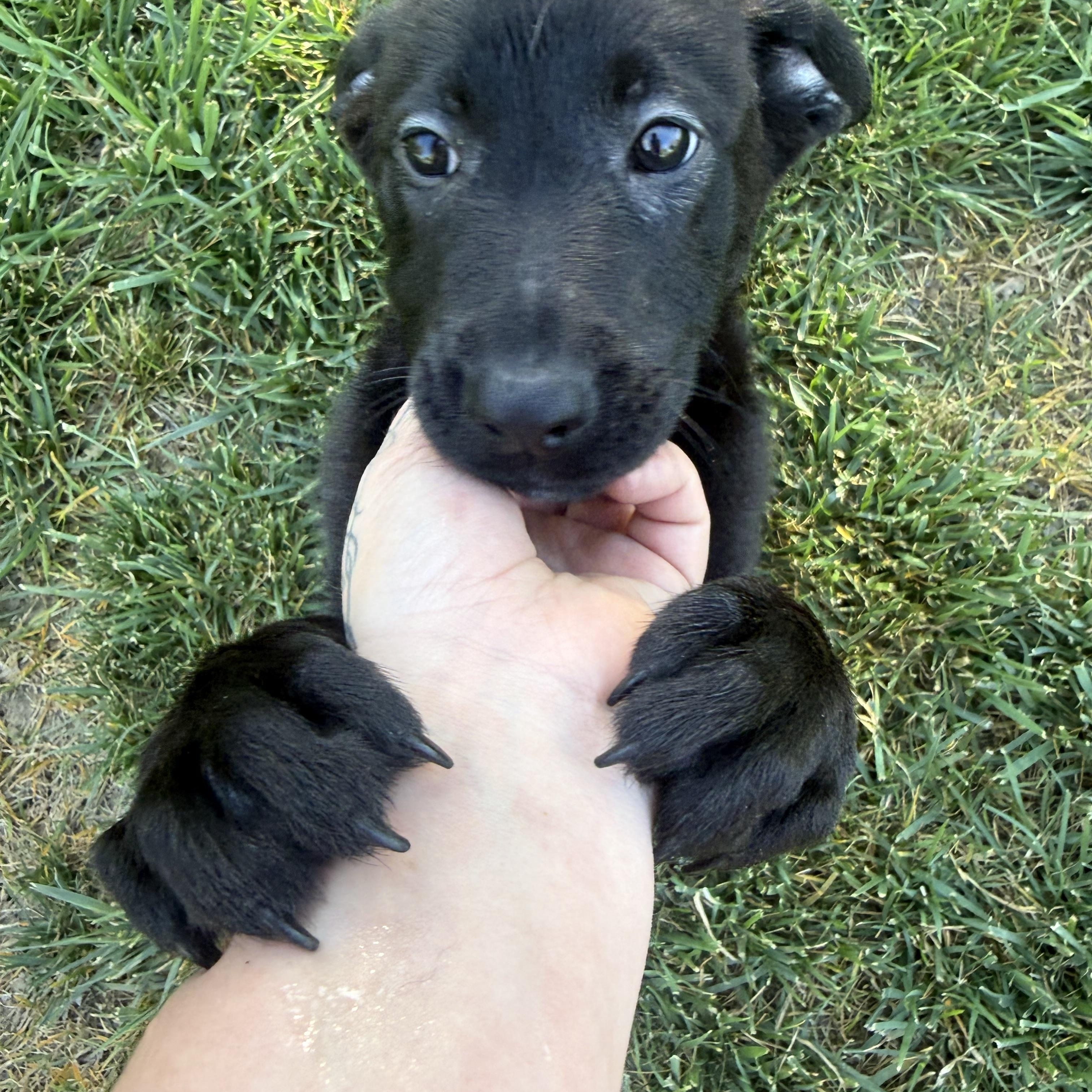 Enlarge Pistol Annie , an adopted Black Labrador Retriever in Winters, CA image 1/4