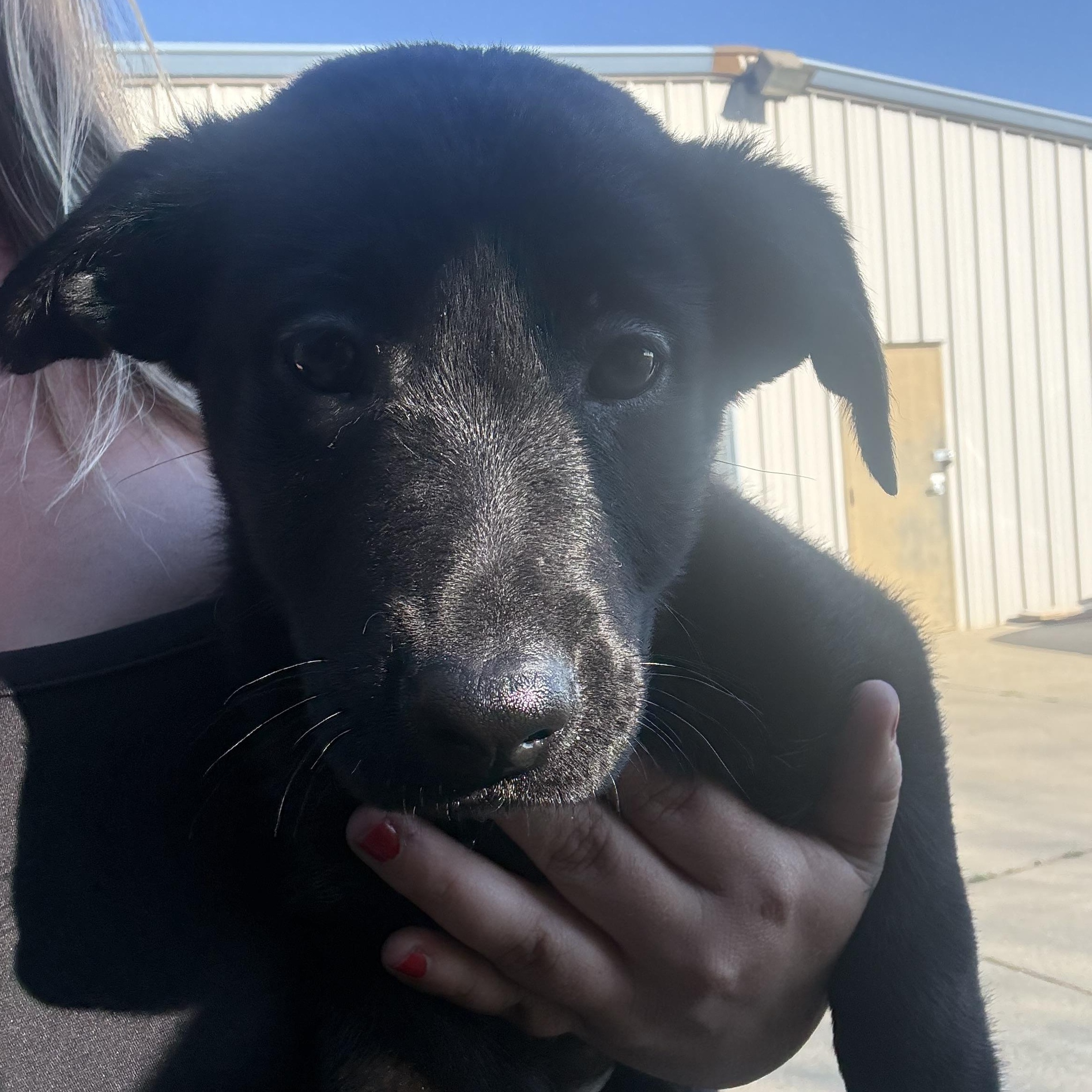 Enlarge Pistol Annie , an adopted Black Labrador Retriever in Winters, CA image 2/4