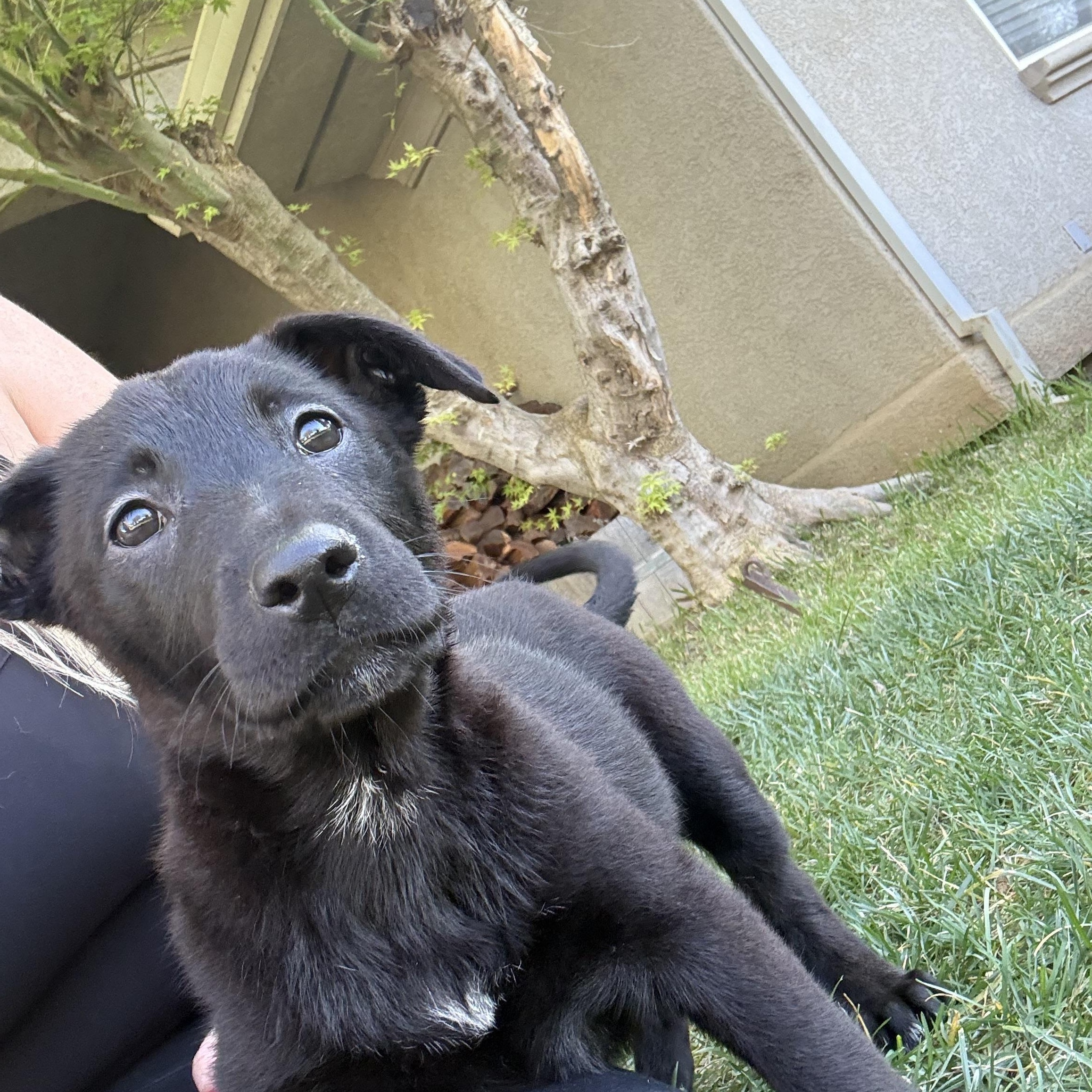 Enlarge Pistol Annie , an adopted Black Labrador Retriever in Winters, CA image 3/4