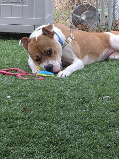 Enlarge Luna, a ADOPTABLE mixed breed in Moundsville, WV image 3/3