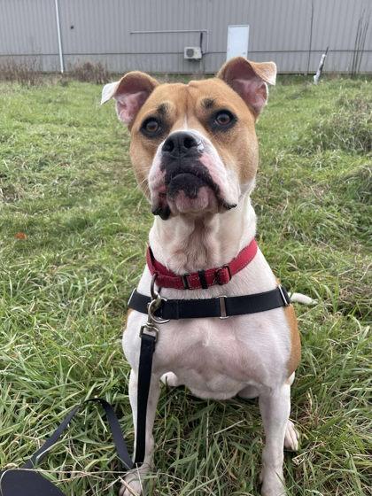 Enlarge Luna, a ADOPTABLE mixed breed in Moundsville, WV image 2/3