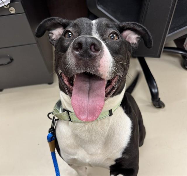 JANIE, Adoptable, Young Female Pit Bull Terrier & Mixed Breed.