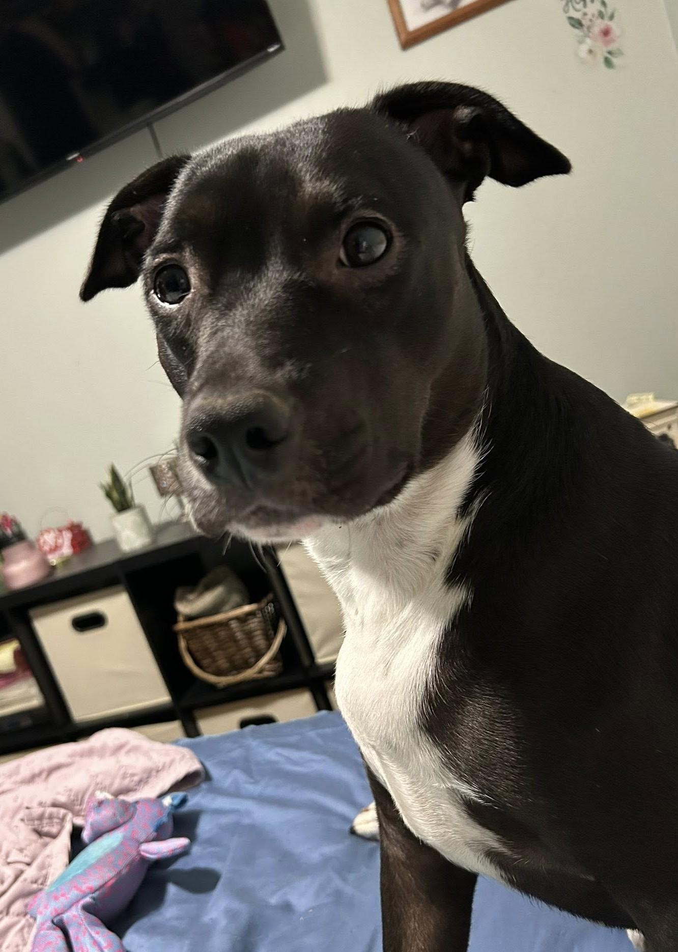 Enlarge Tyke, an adoptable mixed breed in Dubuque, IA image 3/4