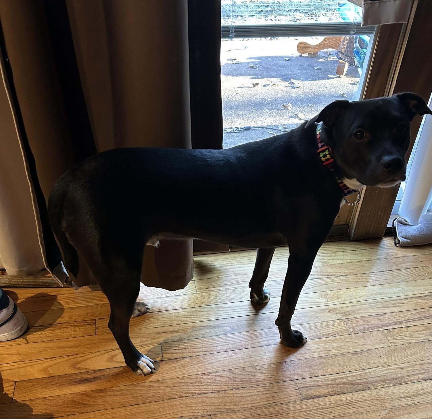 Enlarge Tyke, an adoptable mixed breed in Dubuque, IA image 2/4