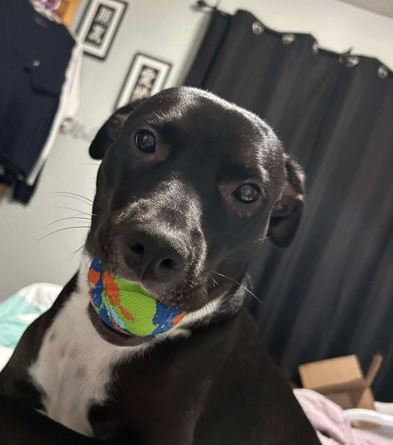 Enlarge Tyke, an adoptable mixed breed in Dubuque, IA image 1/4