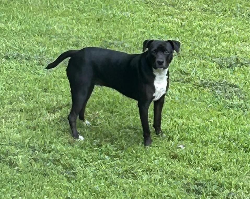 Enlarge Tyke, an adoptable mixed breed in Dubuque, IA image 4/4