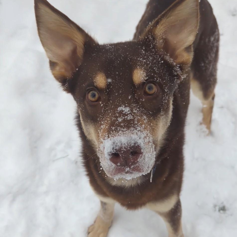 Rusty, a ADOPTABLE Mixed Breed in Kenosha, WI image 2/6