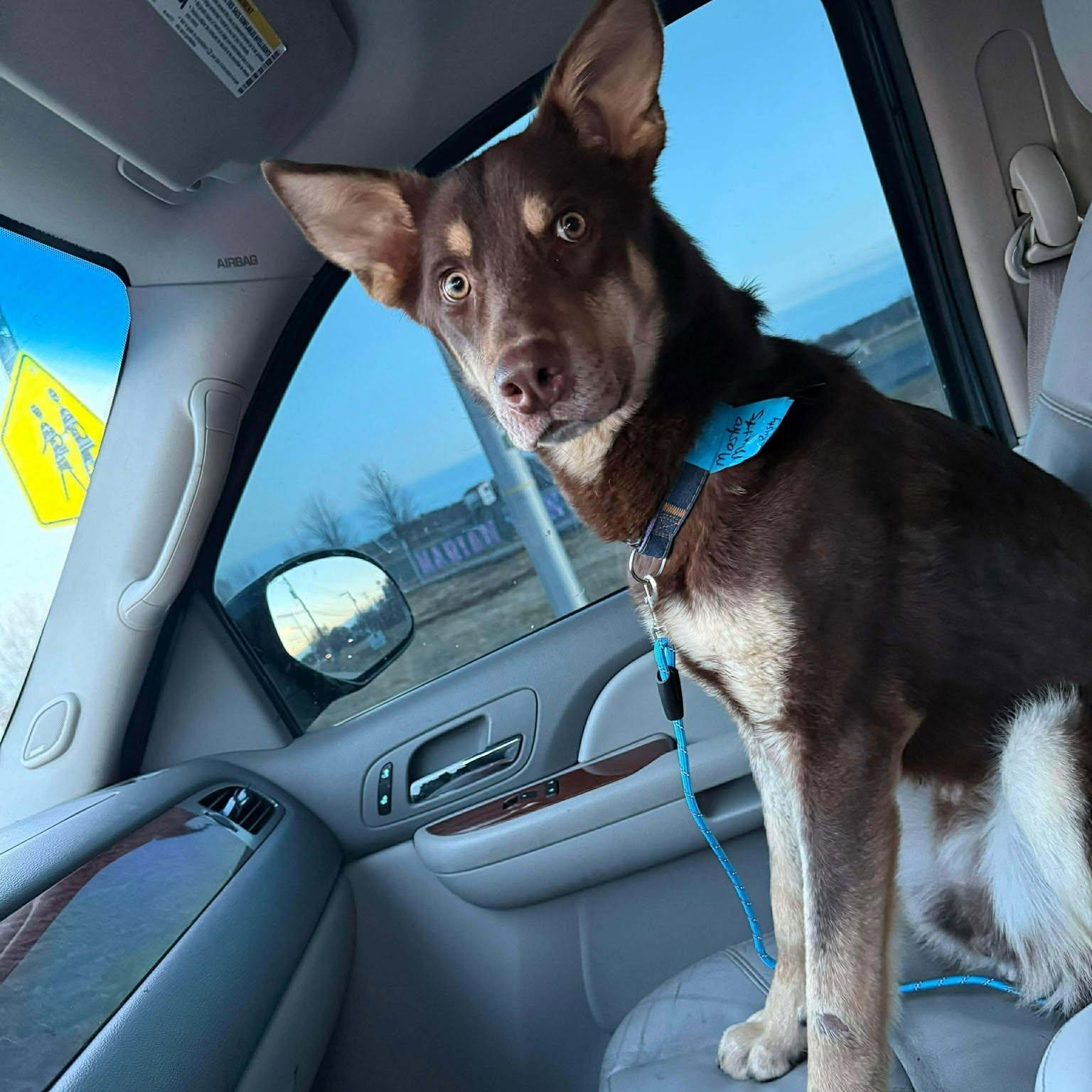 Rusty, a ADOPTABLE Mixed Breed in Kenosha, WI image 4/6