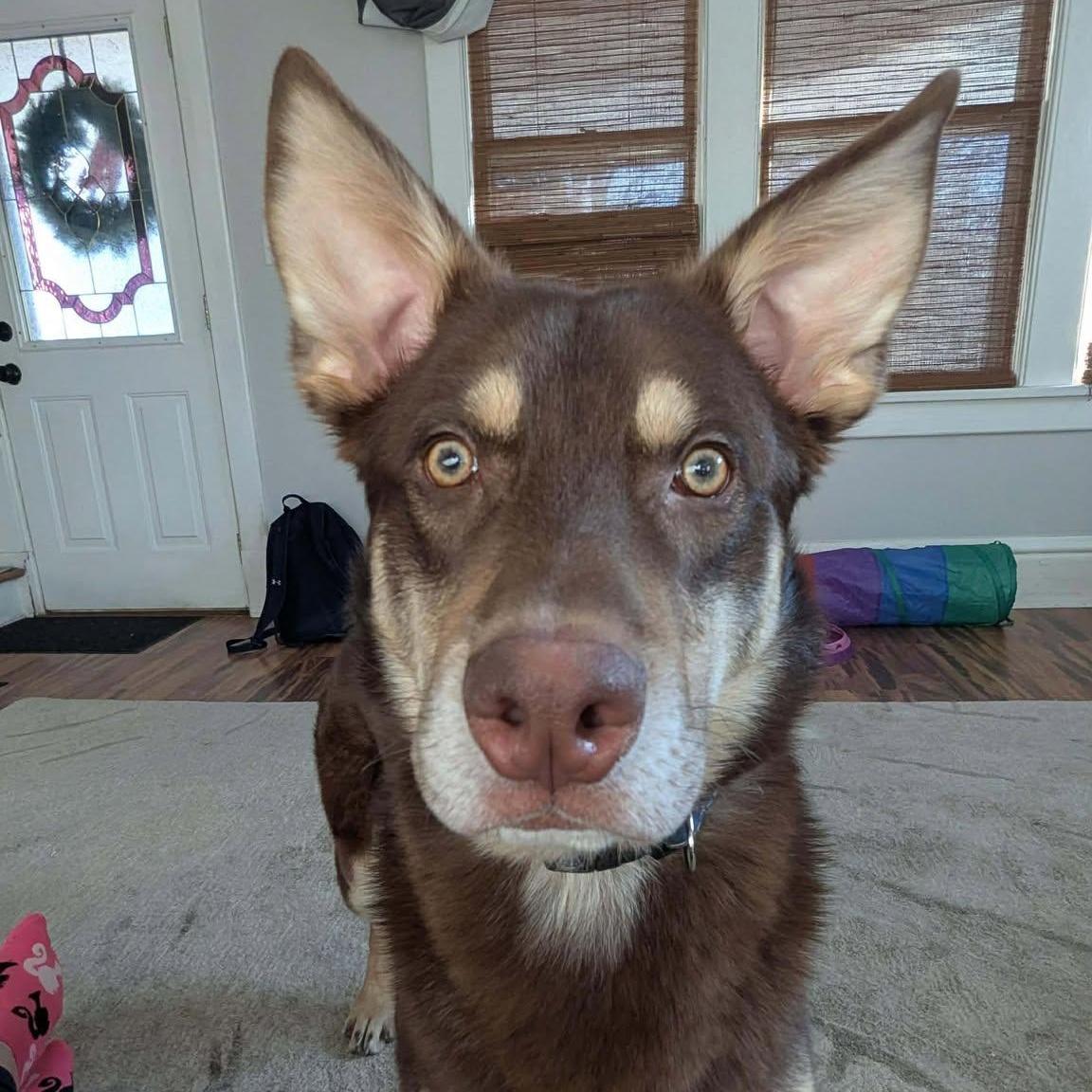 Rusty, a ADOPTABLE Mixed Breed in Kenosha, WI image 1/6