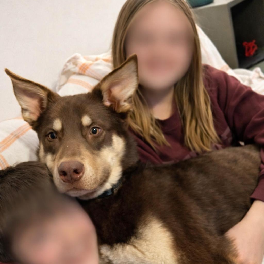 Rusty, a ADOPTABLE Mixed Breed in Kenosha, WI image 3/6