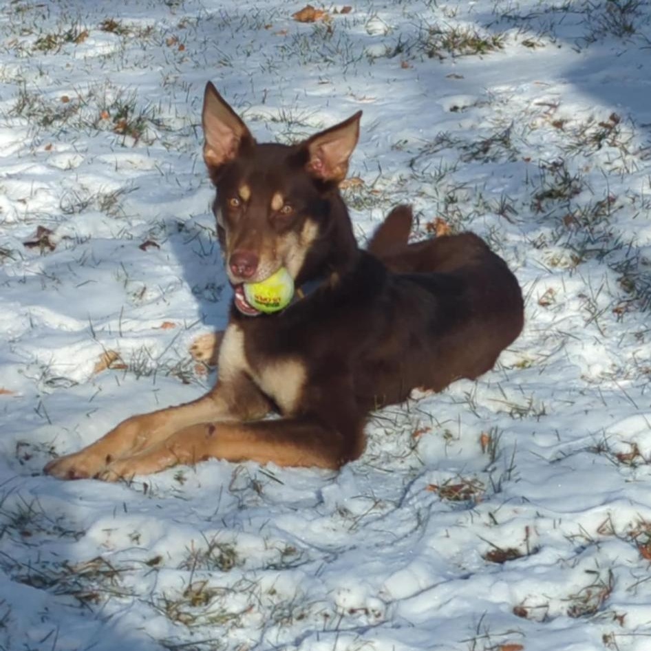 Rusty, a ADOPTABLE Mixed Breed in Kenosha, WI image 5/6