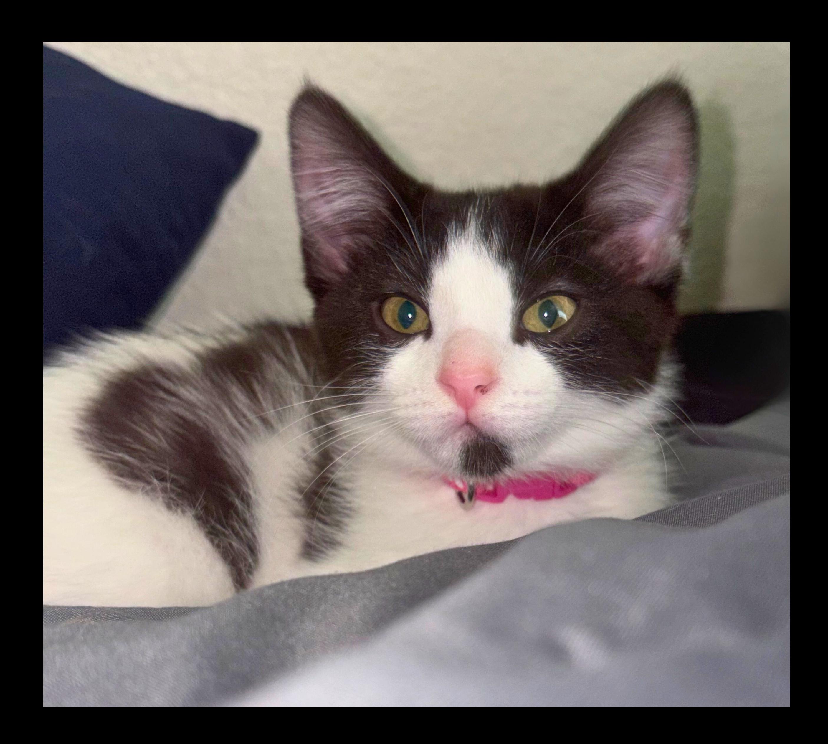 Zara, a Adoptable Domestic Short Hair in Tracy, CA image 1/6