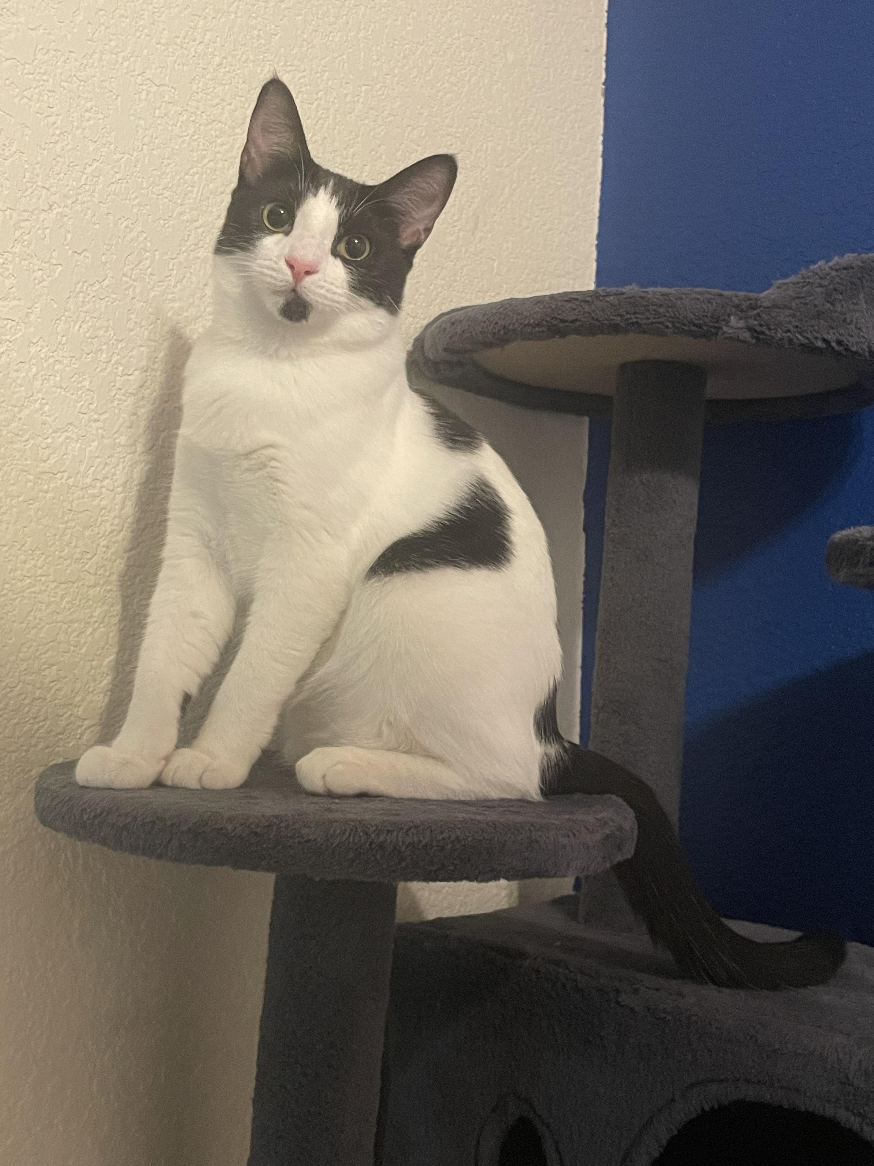 Zara, a Adoptable Domestic Short Hair in Tracy, CA image 2/6