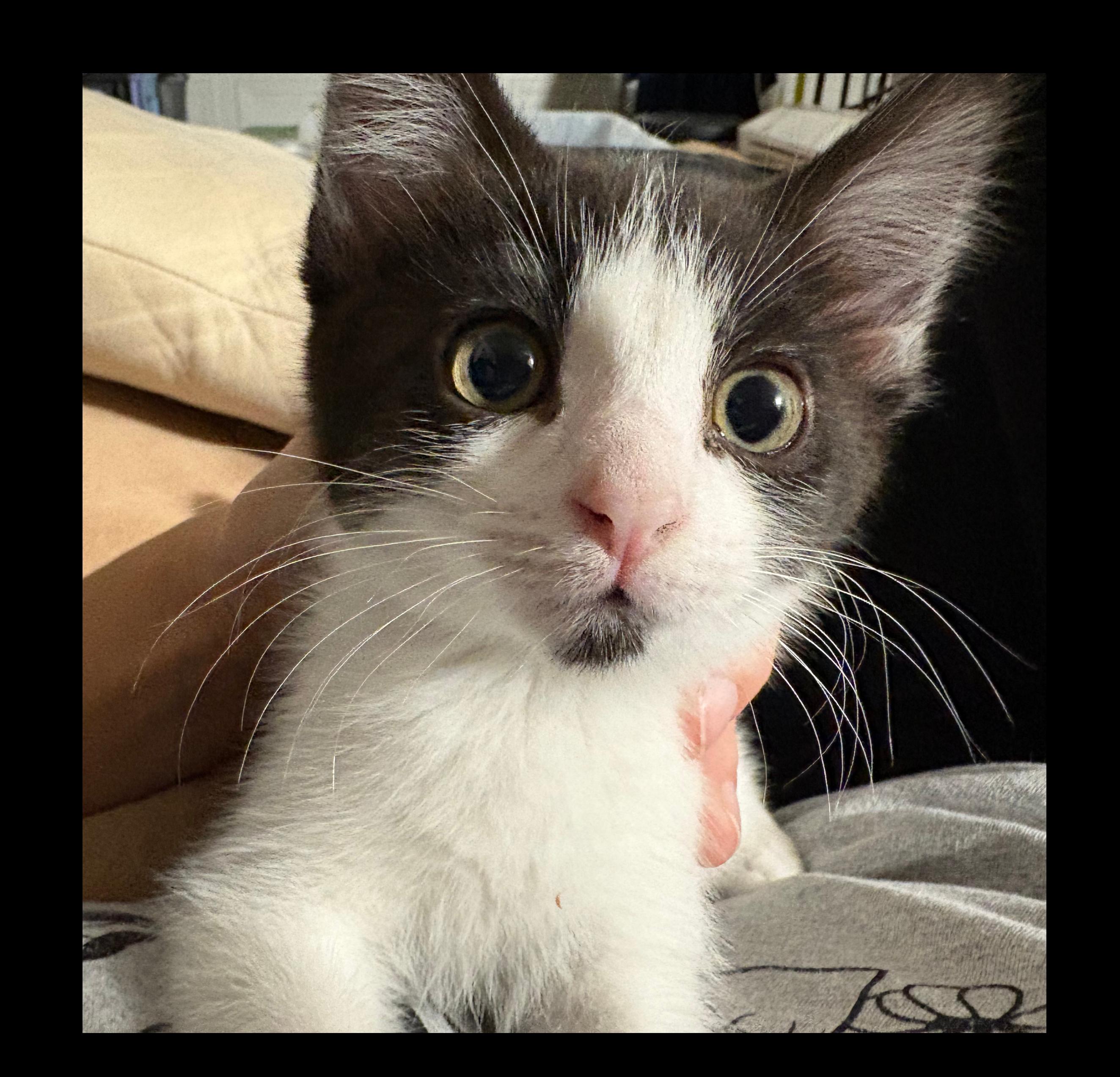 Zara, a Adoptable Domestic Short Hair in Tracy, CA image 3/6