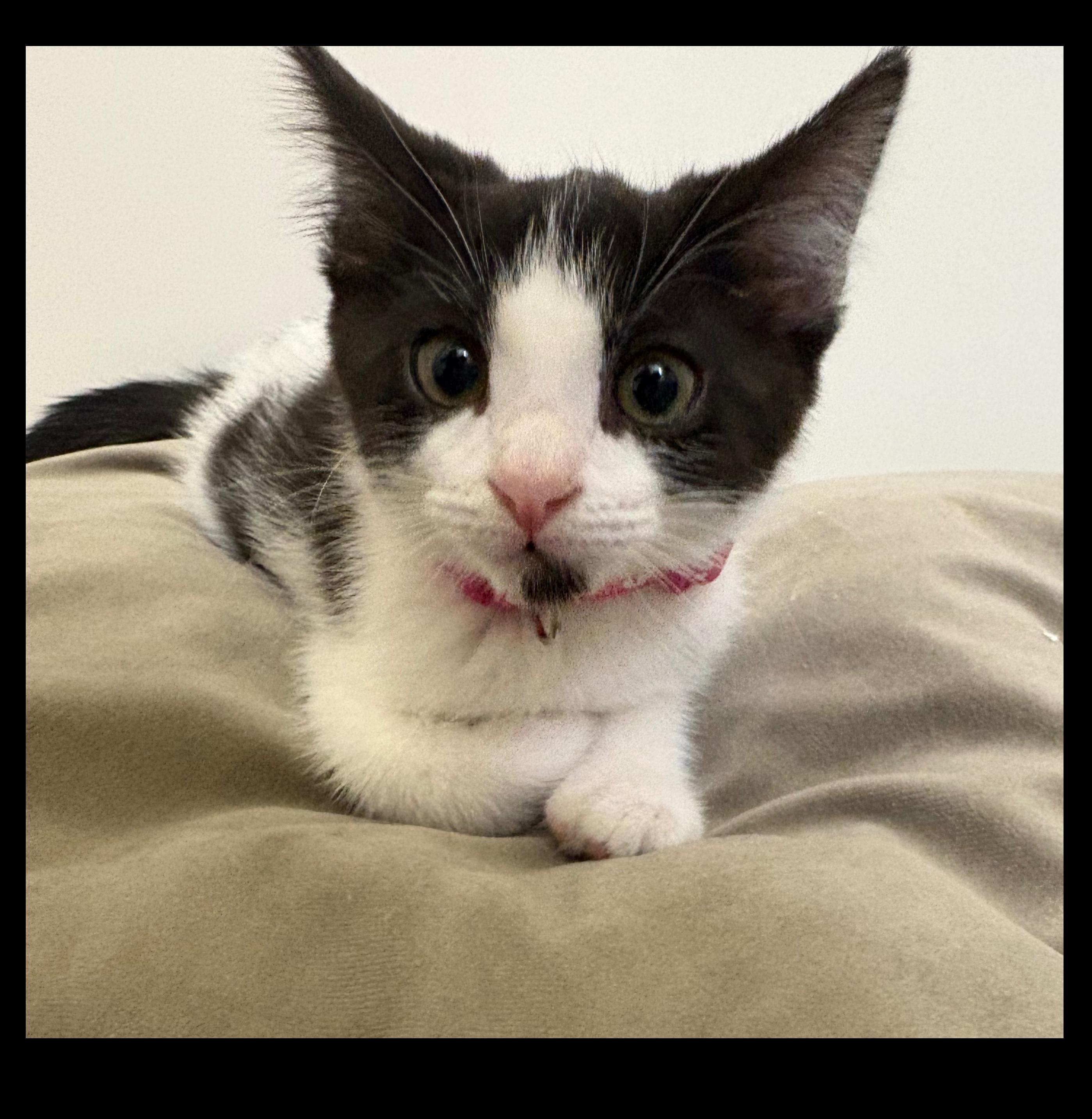 Zara, a Adoptable Domestic Short Hair in Tracy, CA image 4/6