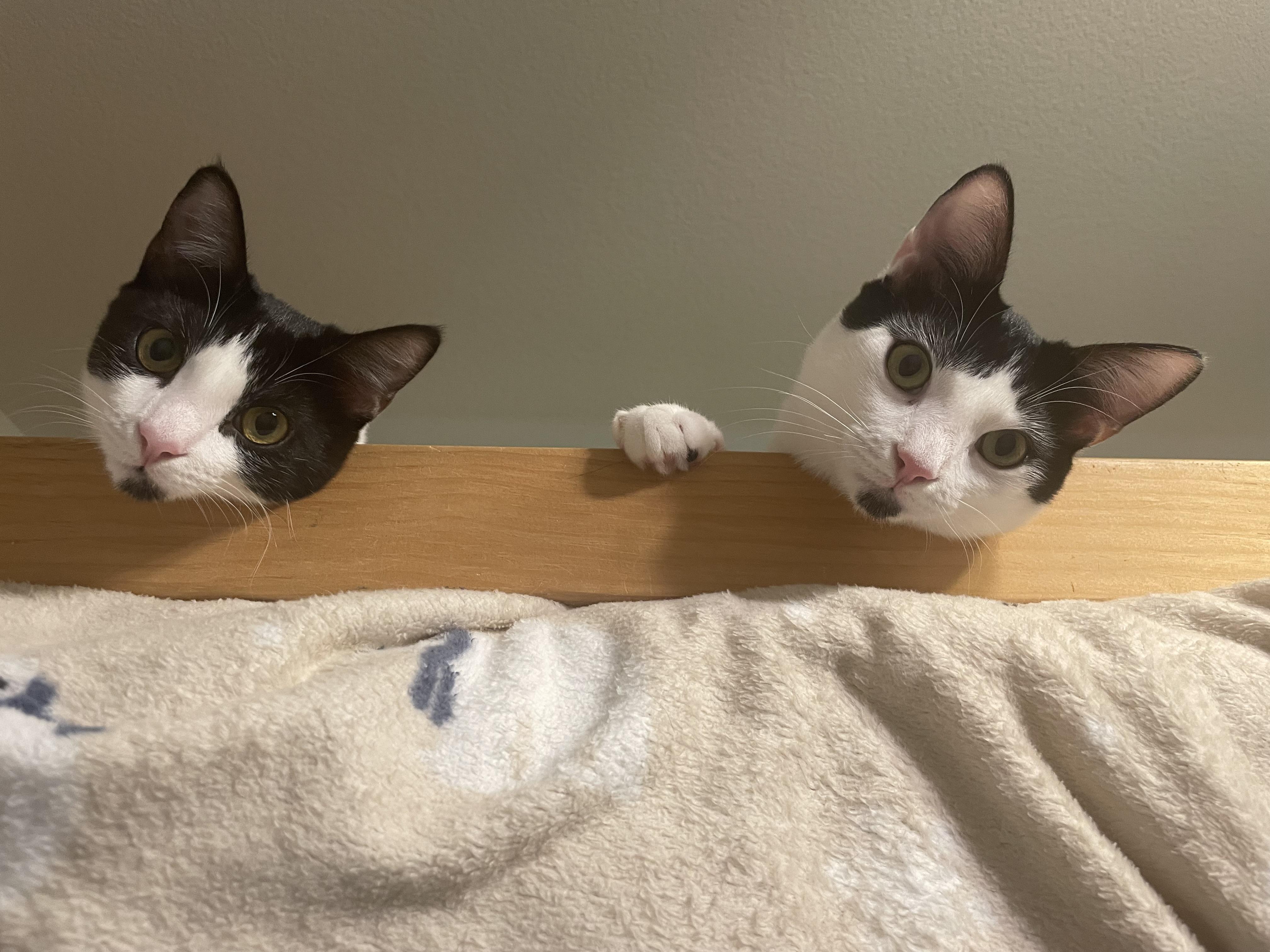 Zara, a Adoptable Domestic Short Hair in Tracy, CA image 5/6