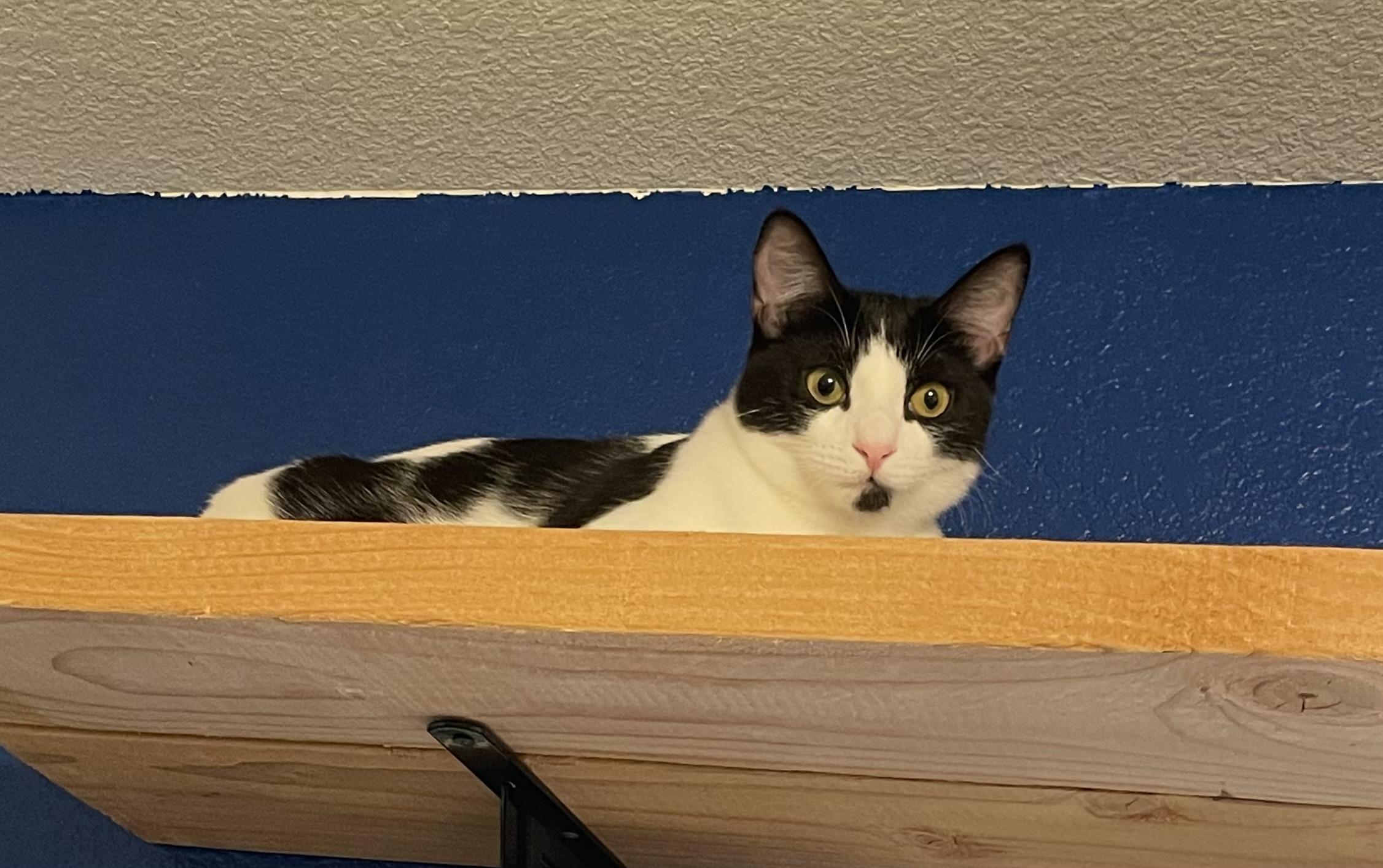 Zara, a Adoptable Domestic Short Hair in Tracy, CA image 6/6