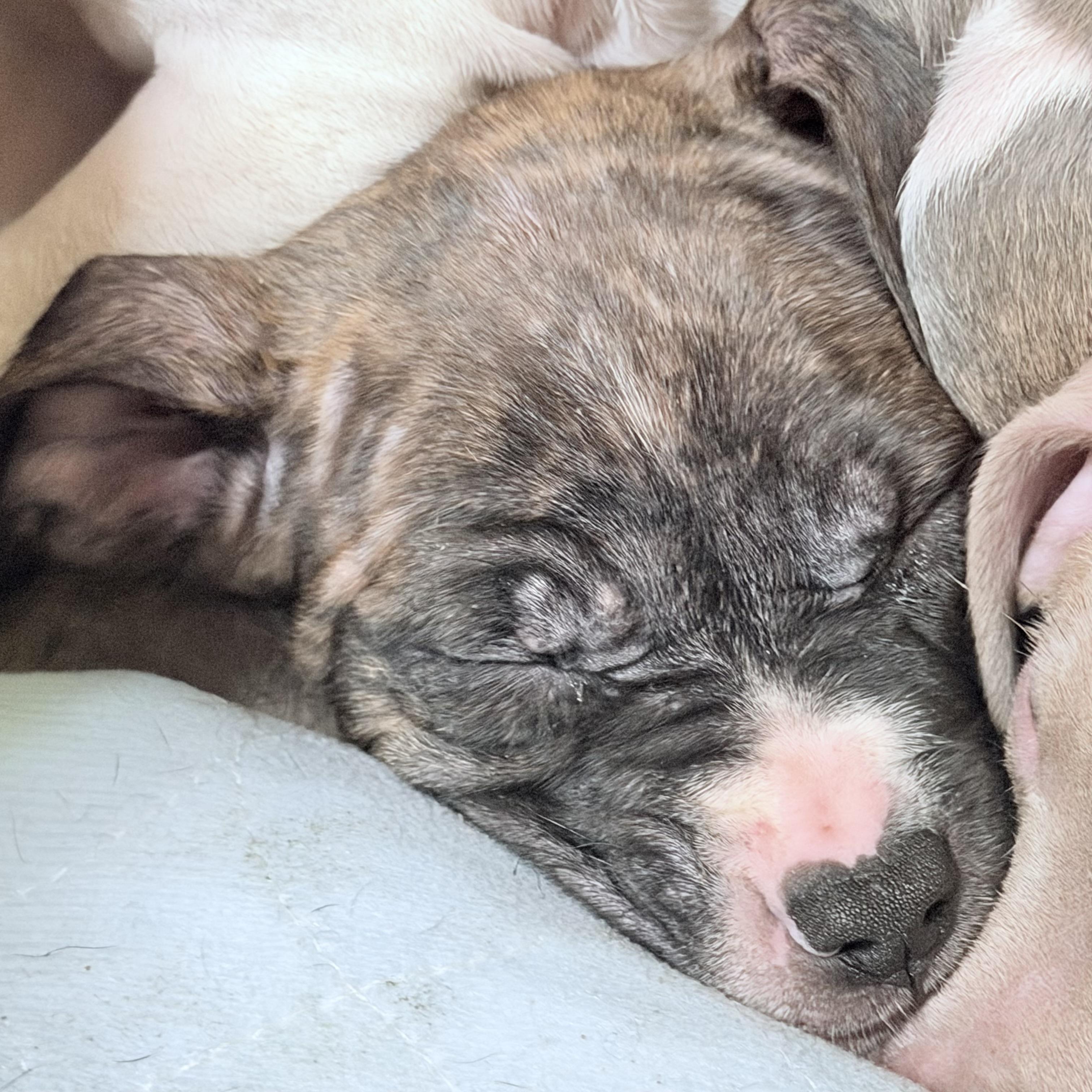 Enlarge Eloise, an adopted mixed breed in Wilmington, IL image 4/4