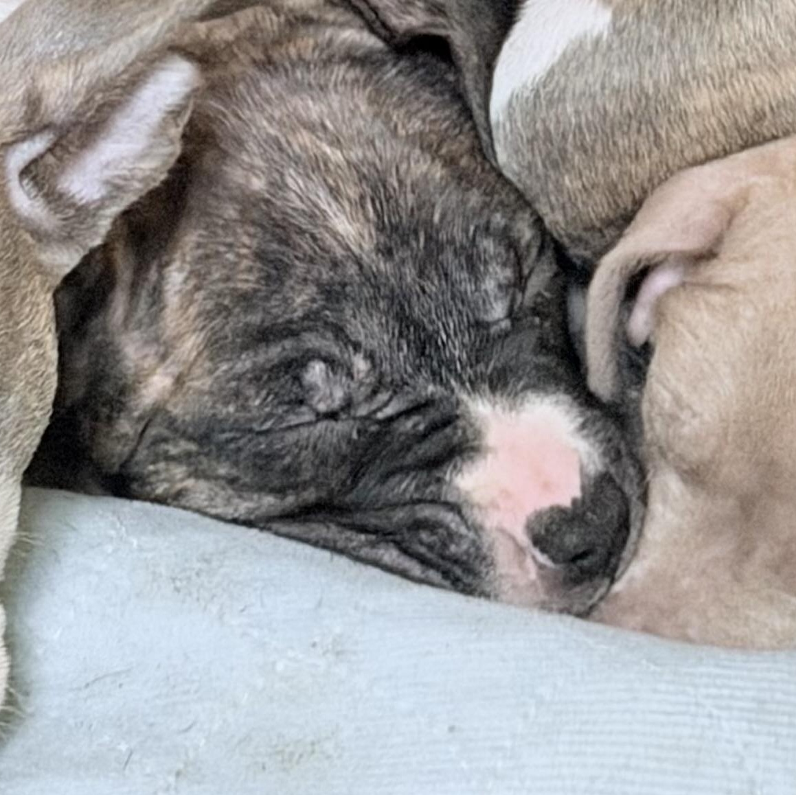 Eloise, ADOPTABLE, Puppy Female Pit Bull Terrier.