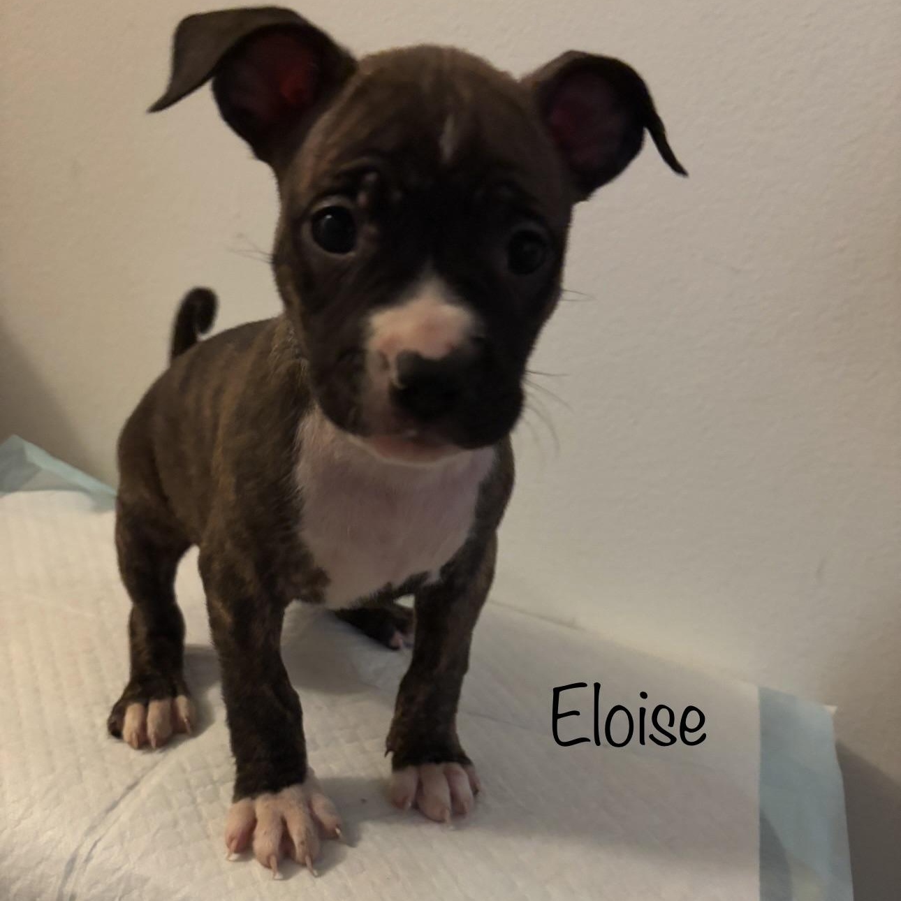 Enlarge Eloise, an adopted mixed breed in Wilmington, IL image 2/4