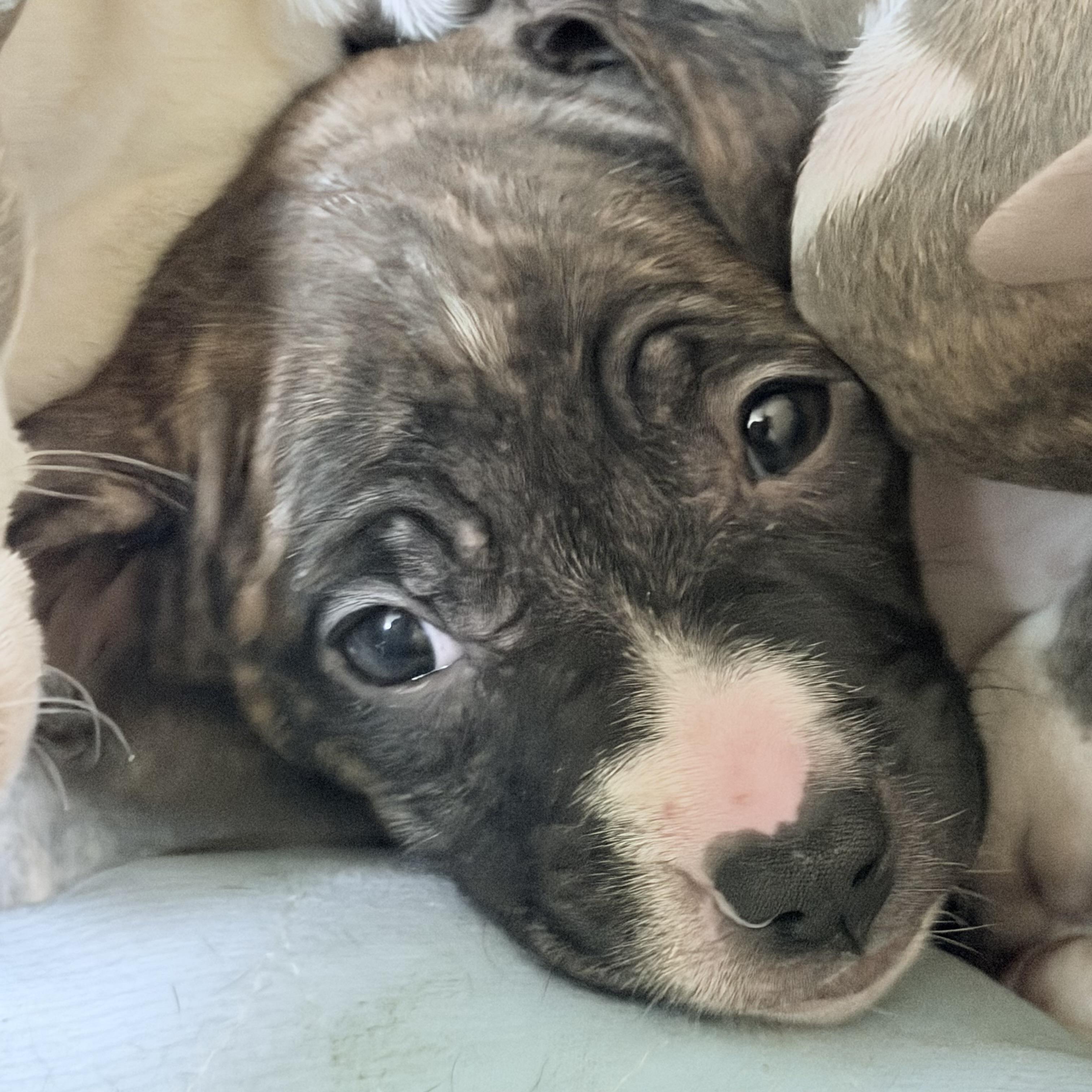 Enlarge Eloise, an adopted mixed breed in Wilmington, IL image 3/4