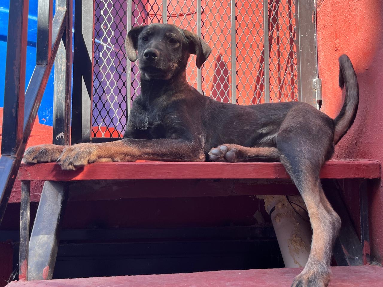 Enlarge Jeta, a Adoptable Labrador Retriever in Nogales , AZ image 1/6