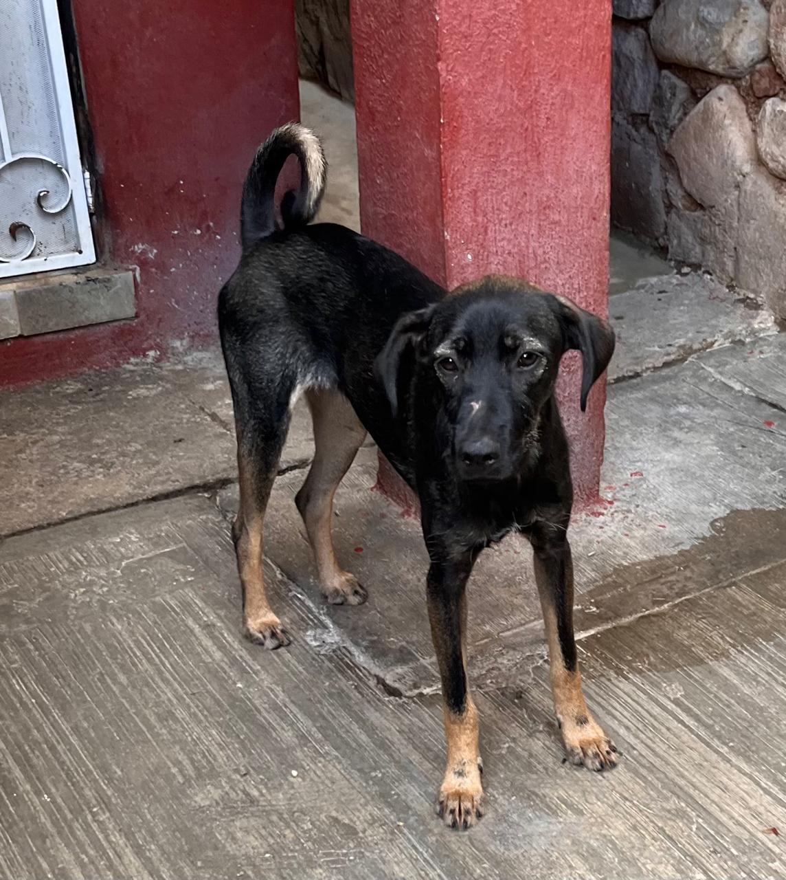 Enlarge Jeta, a Adoptable Labrador Retriever in Nogales , AZ image 2/6