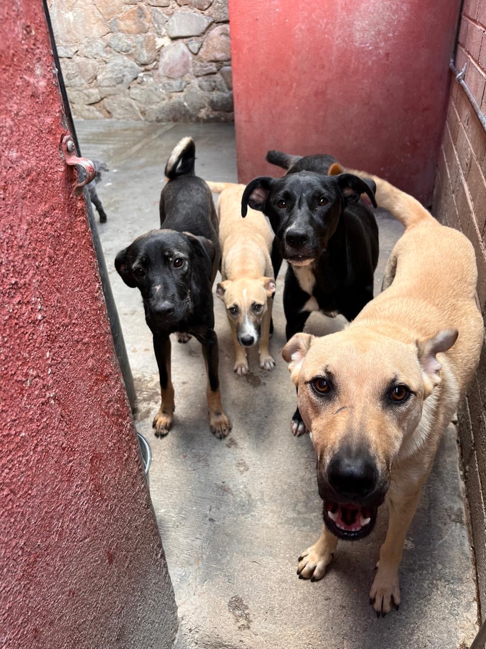 Enlarge Jeta, a Adoptable Labrador Retriever in Nogales , AZ image 3/6