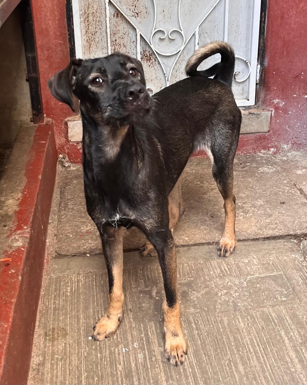 Enlarge Jeta, a Adoptable Labrador Retriever in Nogales , AZ image 4/6