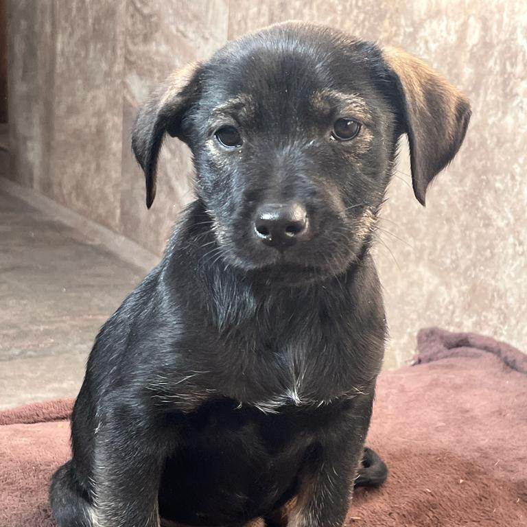 Enlarge Jeta, a Adoptable Labrador Retriever in Nogales , AZ image 5/6