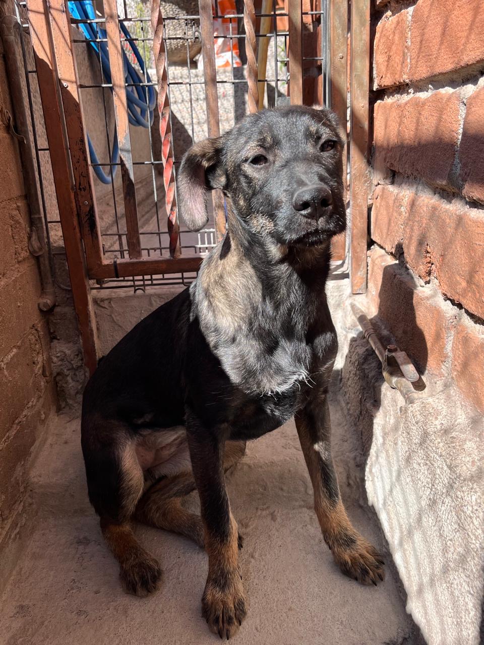 Enlarge Jeta, a Adoptable Labrador Retriever in Nogales , AZ image 6/6