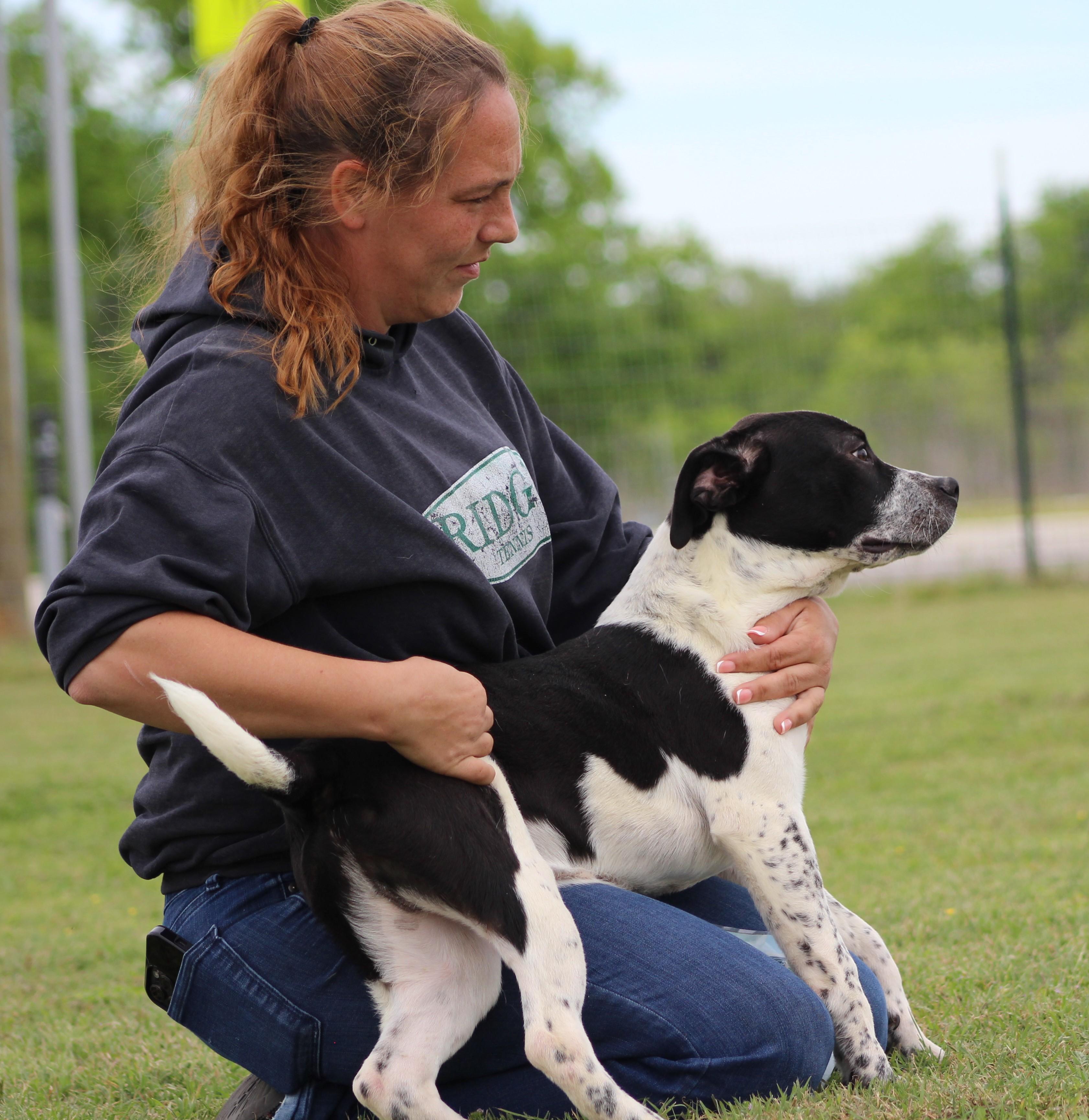 Enlarge Banks, an adopted mixed breed in Temple, TX image 2/5