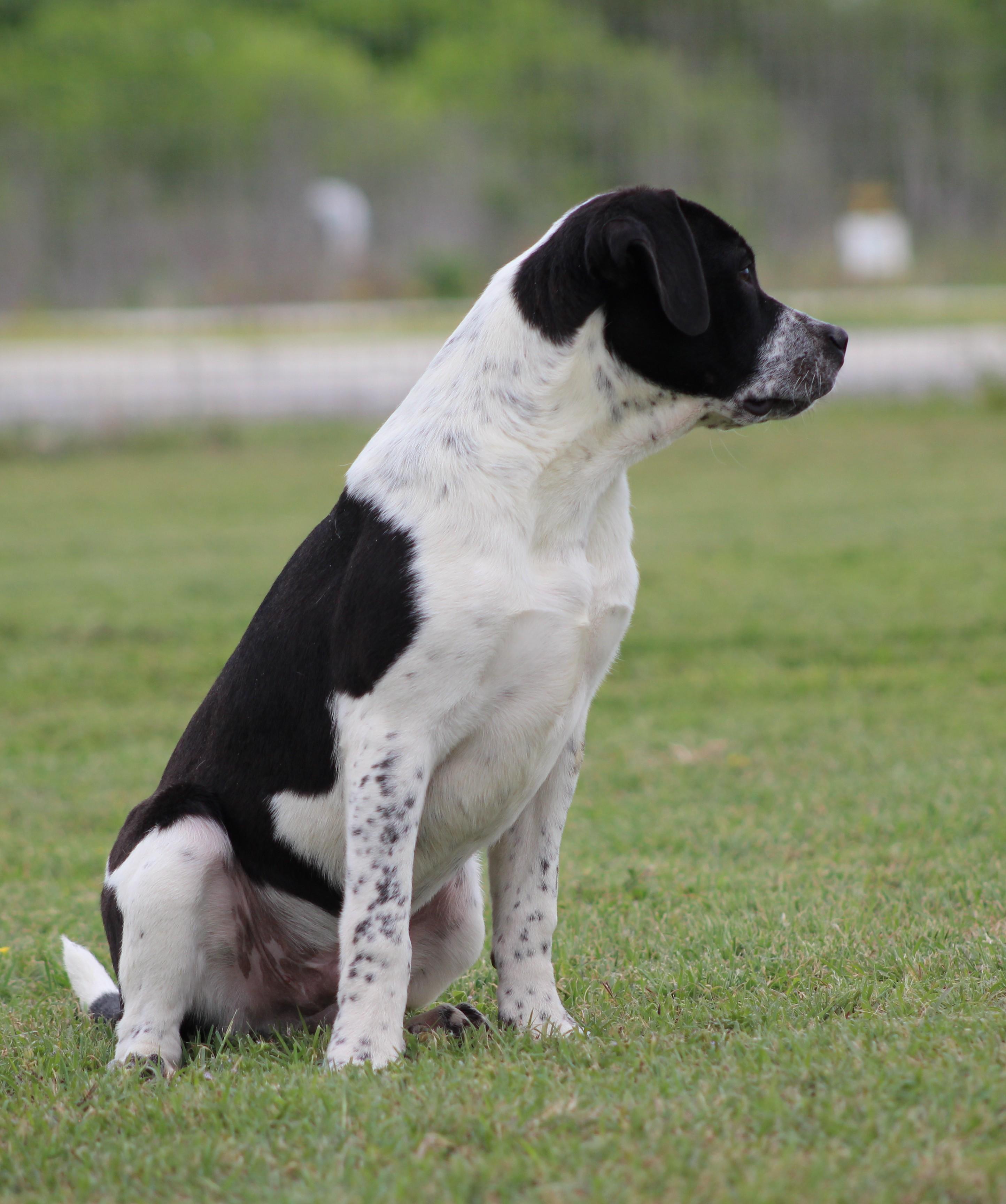 Enlarge Banks, an adopted mixed breed in Temple, TX image 4/5
