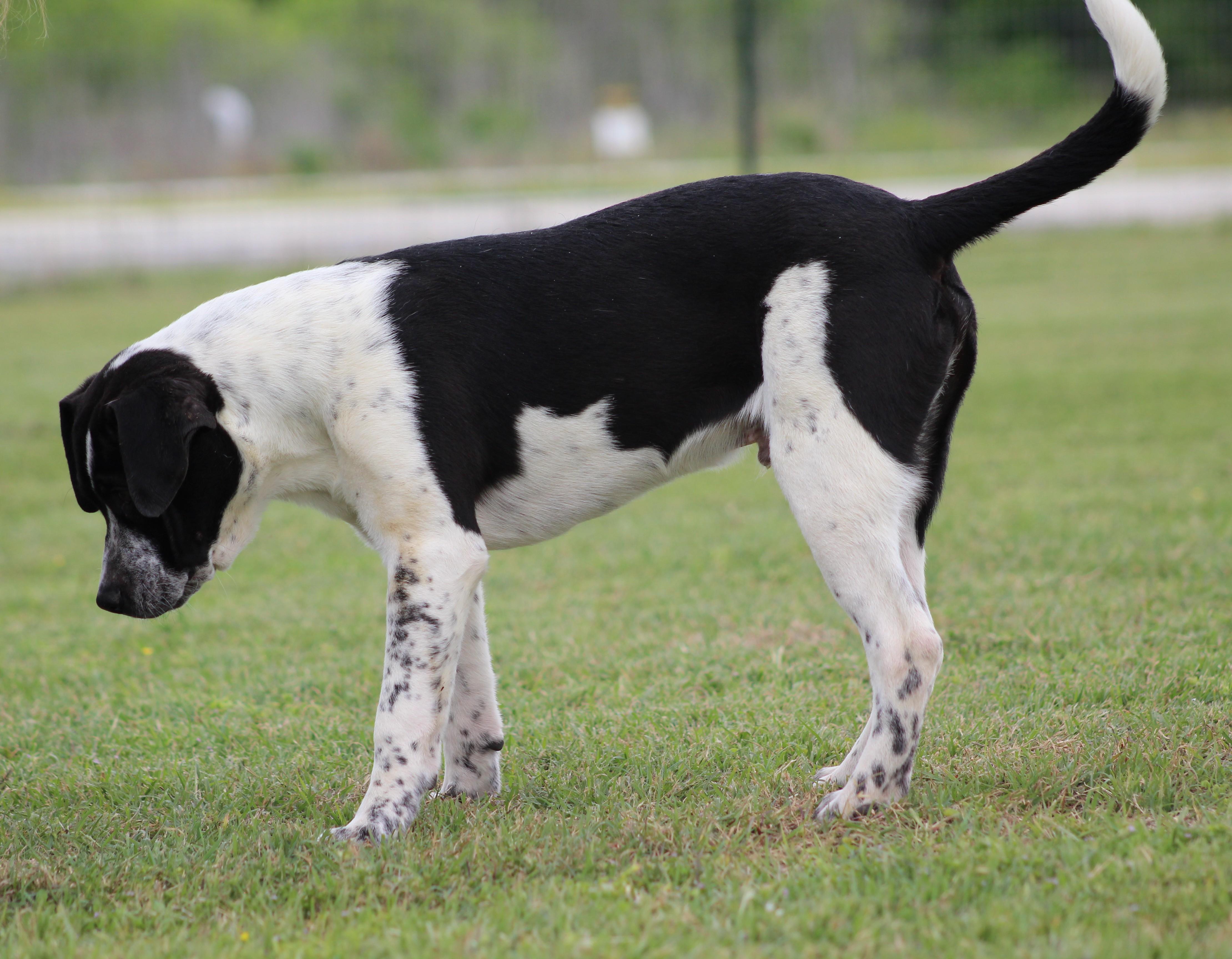 Enlarge Banks, an adopted mixed breed in Temple, TX image 5/5