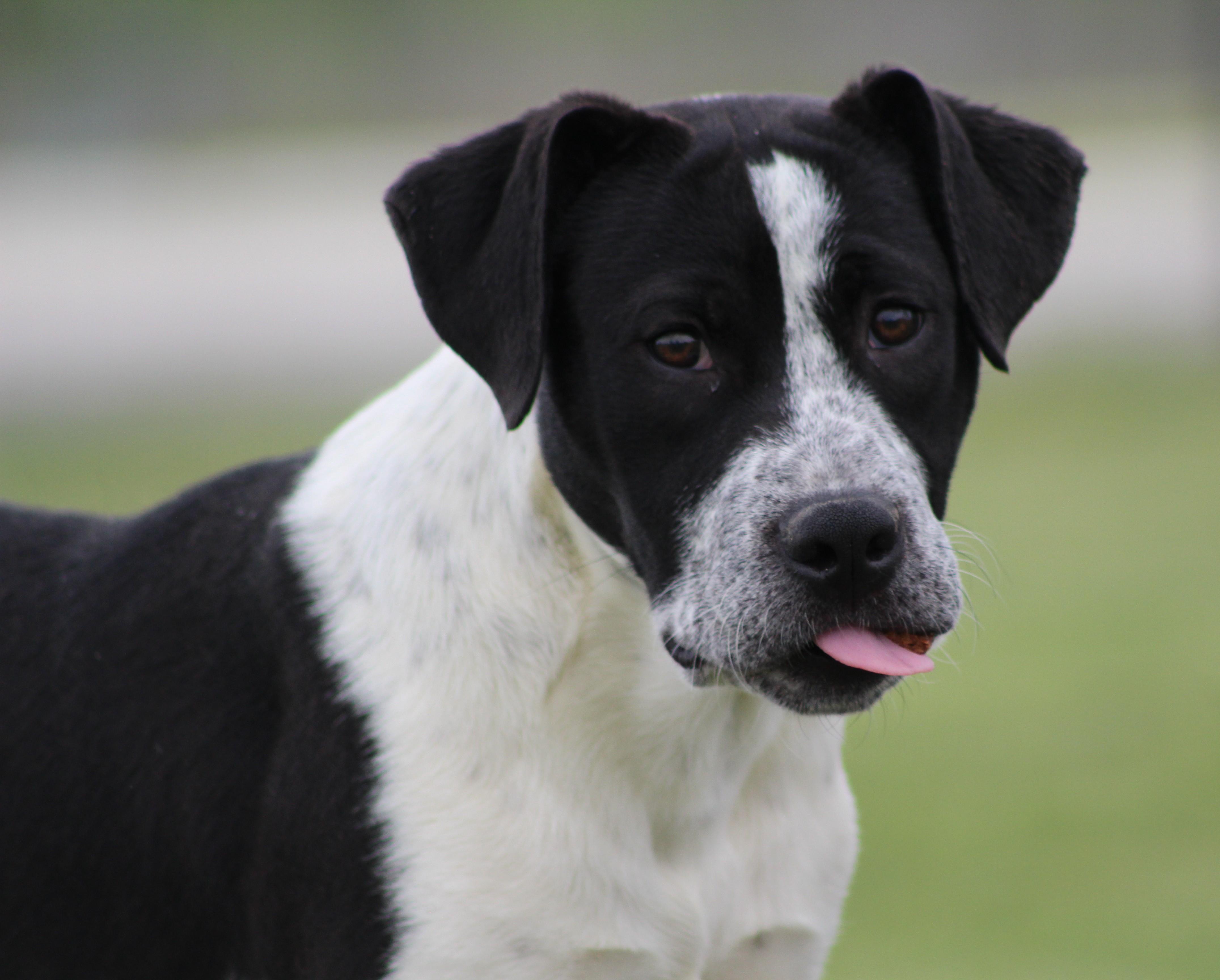 Banks, adopted, Puppy Male Pointer & Mixed Breed.