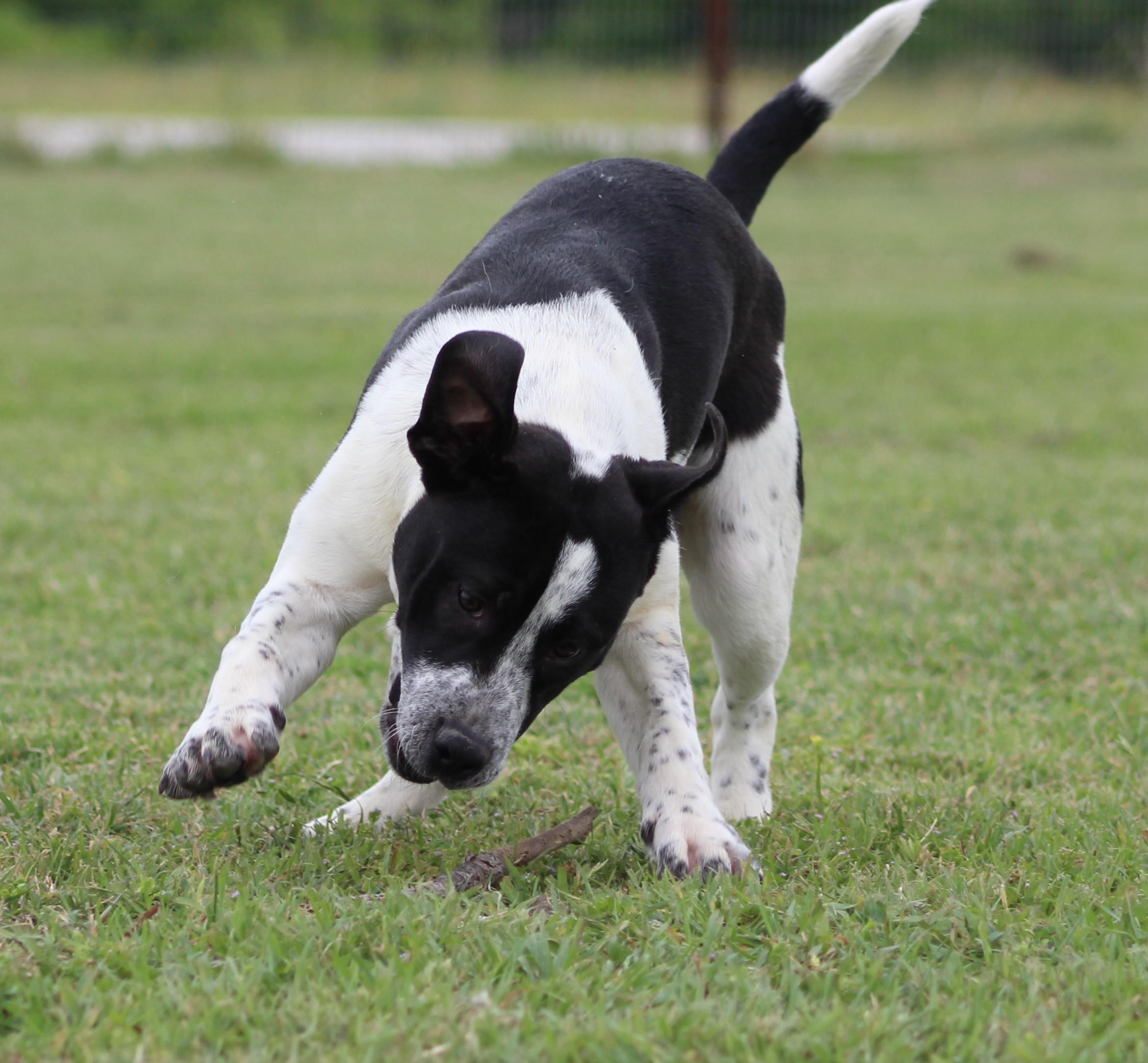 Enlarge Banks, an adopted mixed breed in Temple, TX image 3/5
