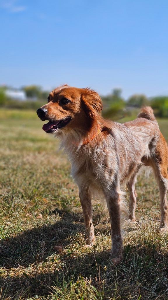 Dodger, Adoptable, Adult Male Australian Cattle Dog / Blue Heeler & Brittany Spaniel.