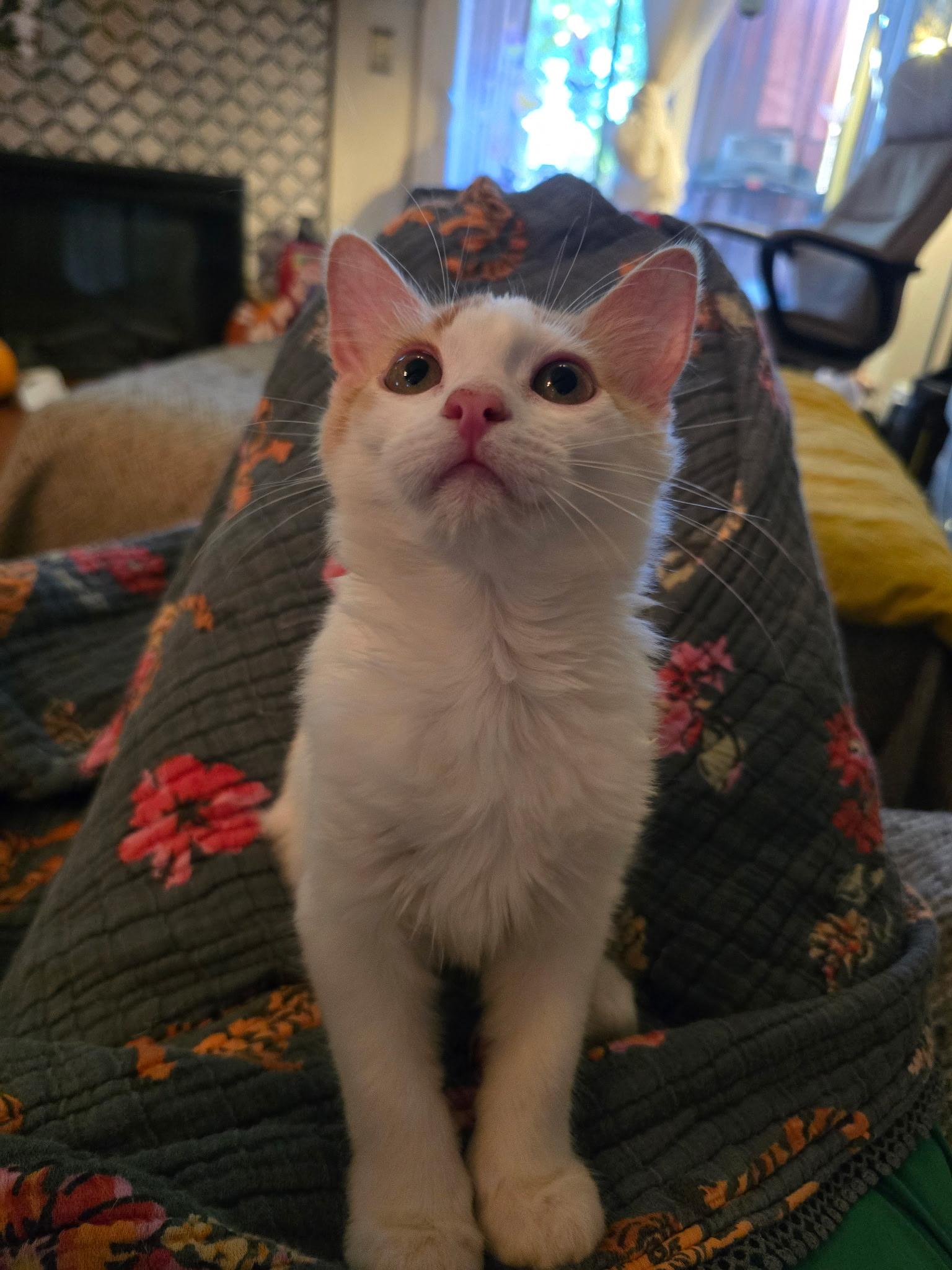 Enlarge Dewey, a Adoptable Domestic Short Hair in Chandler, AZ image 2/3