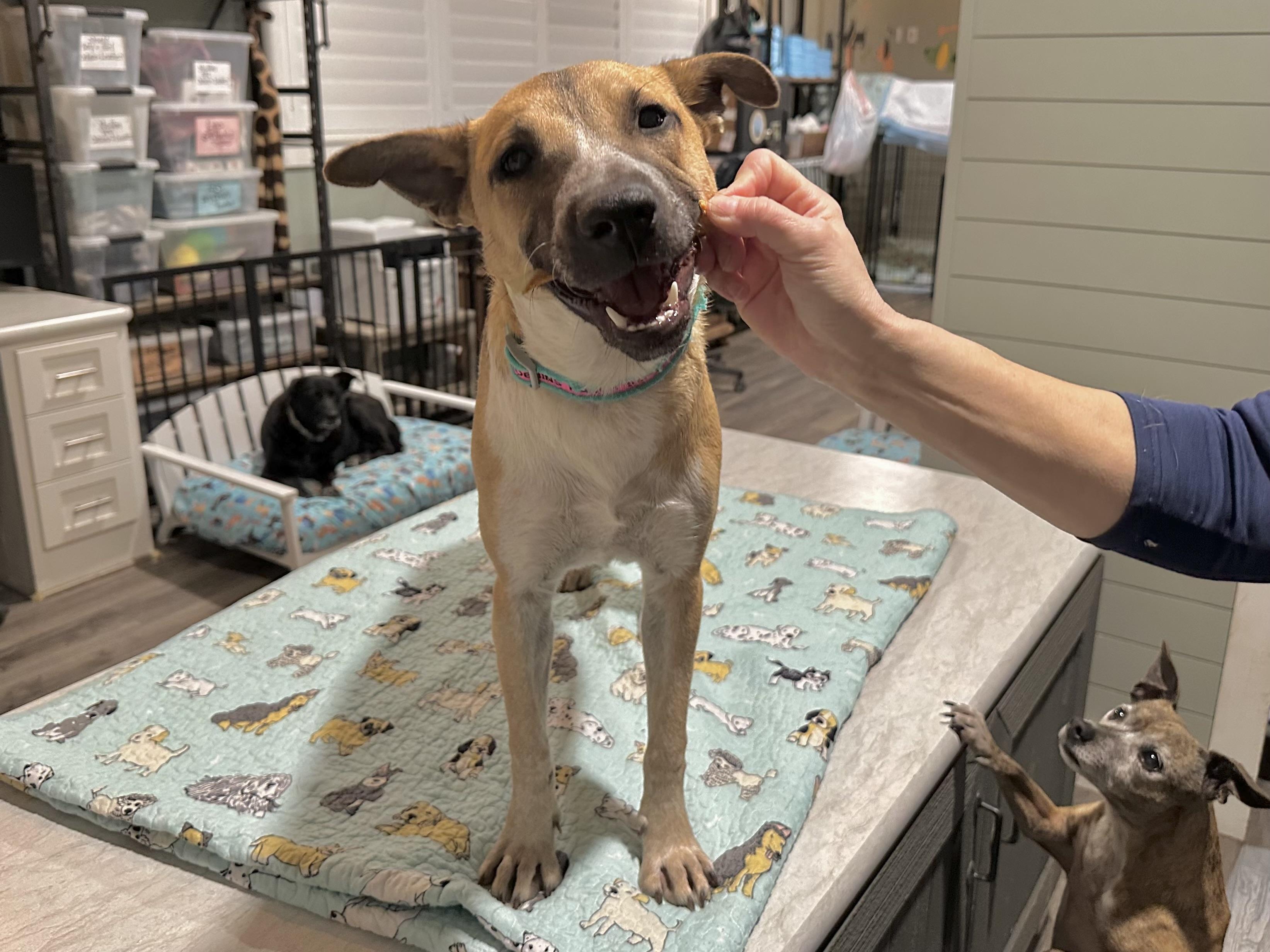 Madison, ADOPTABLE, Young Female Shepherd & Labrador Retriever.