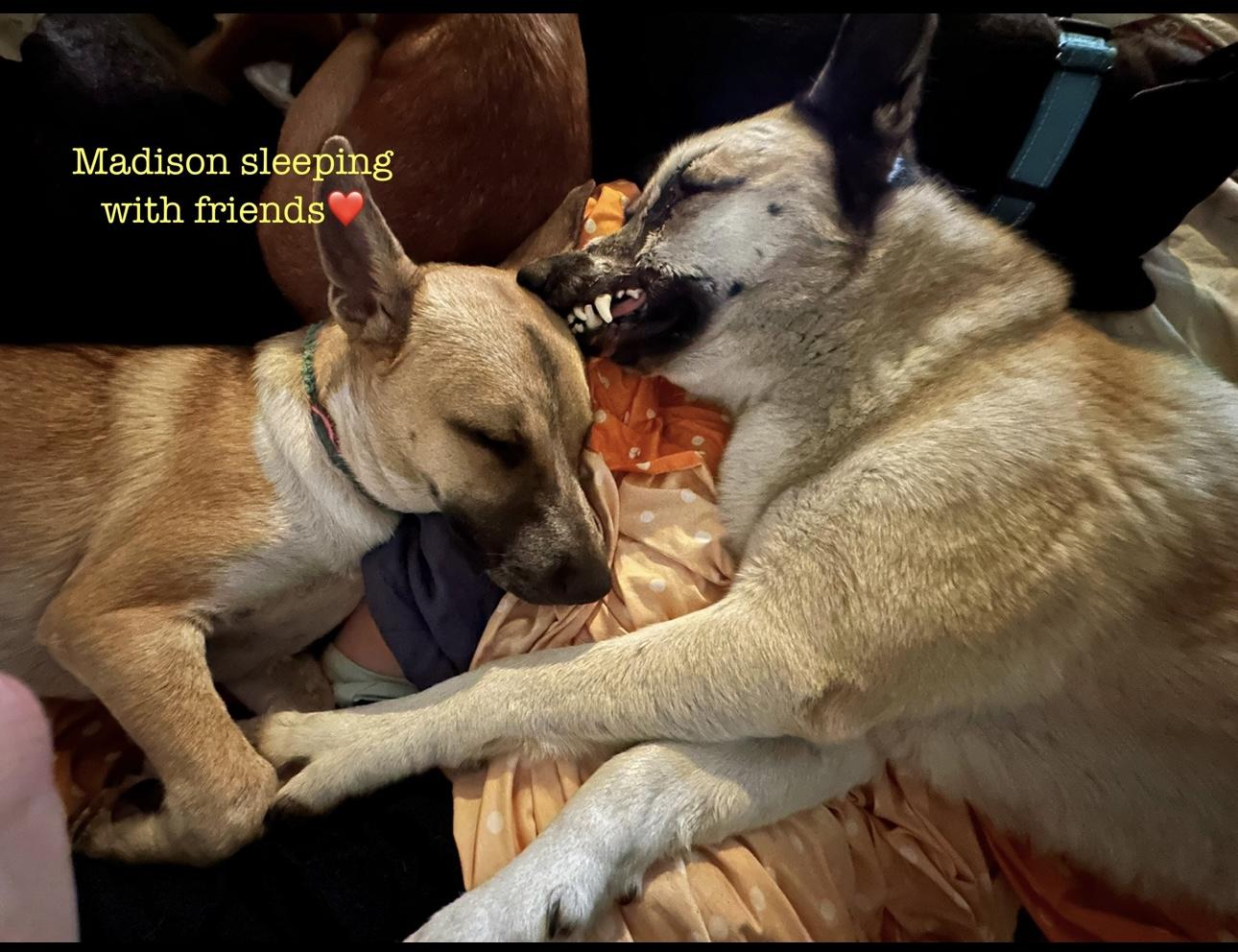 Enlarge Madison, a ADOPTABLE mixed breed in West Islip, NY image 5/6