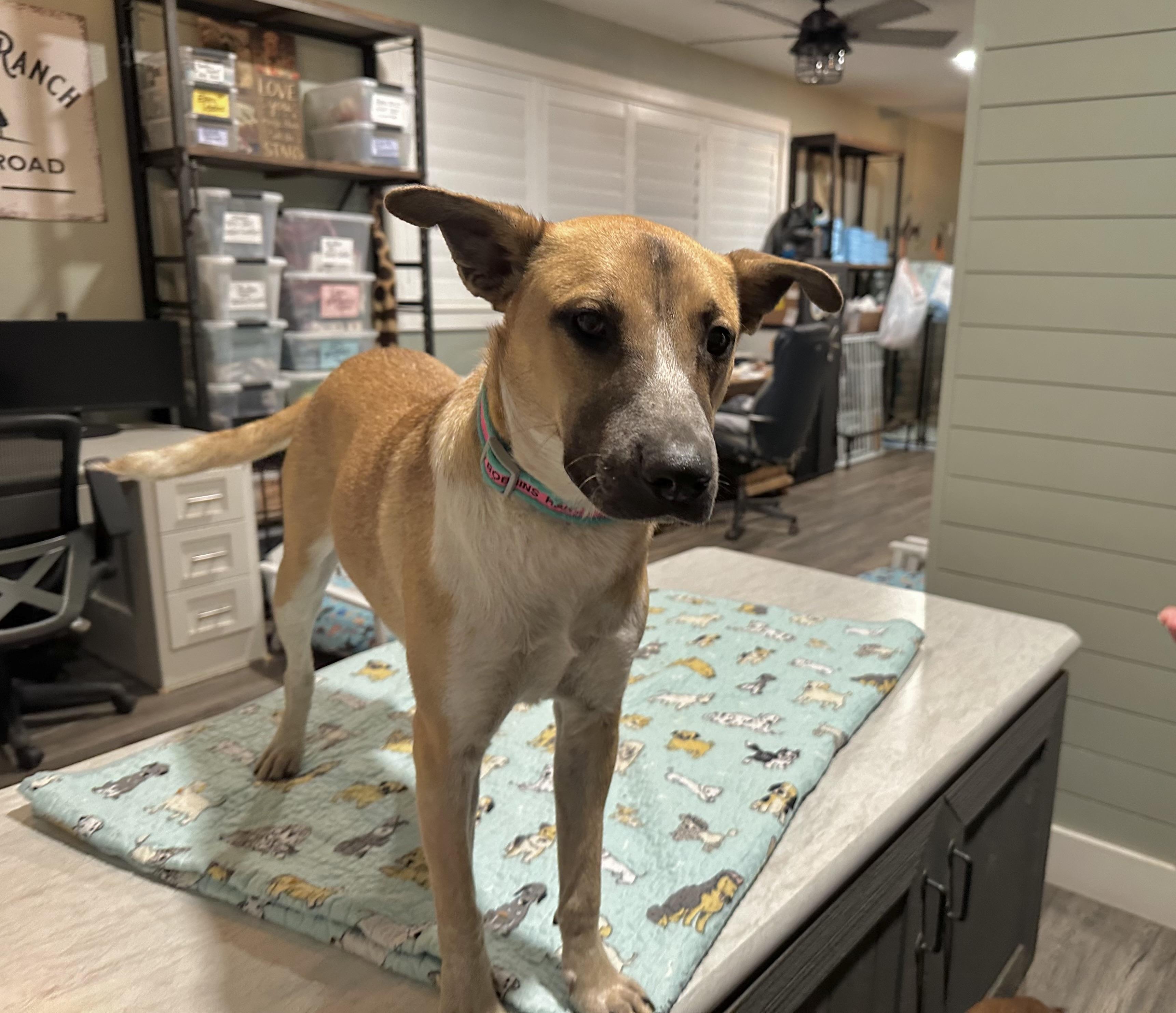 Enlarge Madison, a ADOPTABLE mixed breed in West Islip, NY image 2/6