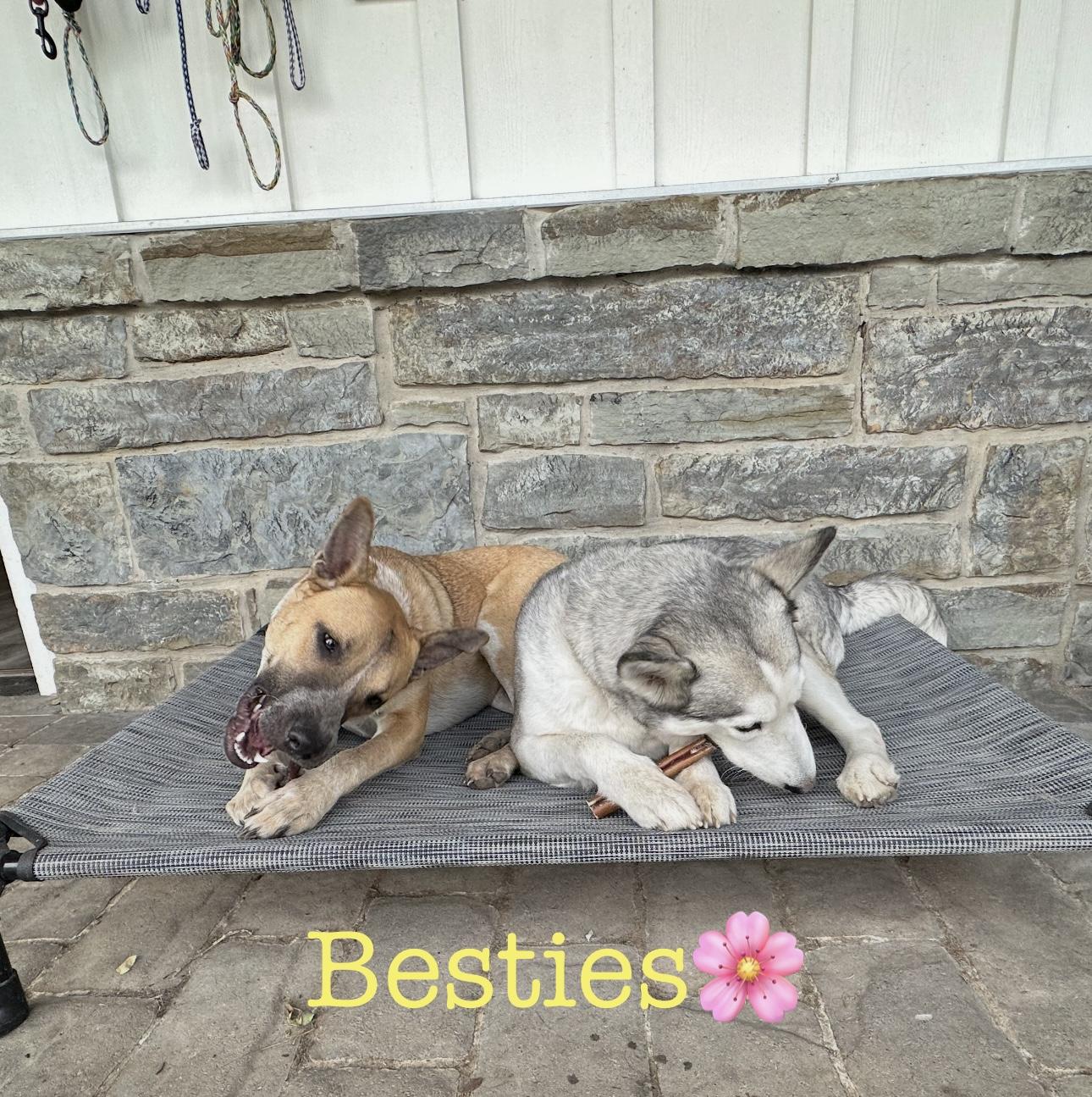 Enlarge Madison, a ADOPTABLE mixed breed in West Islip, NY image 6/6