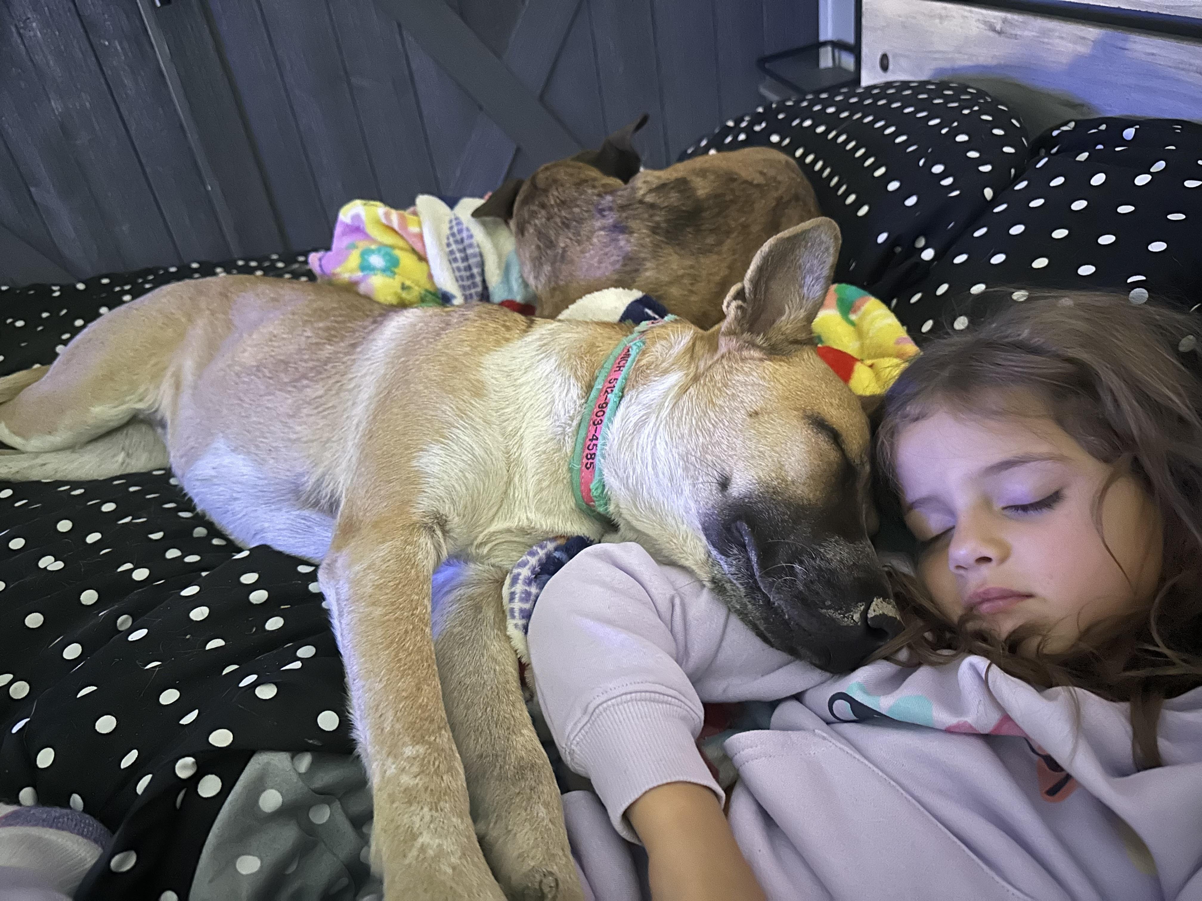 Enlarge Madison, a ADOPTABLE mixed breed in West Islip, NY image 4/6