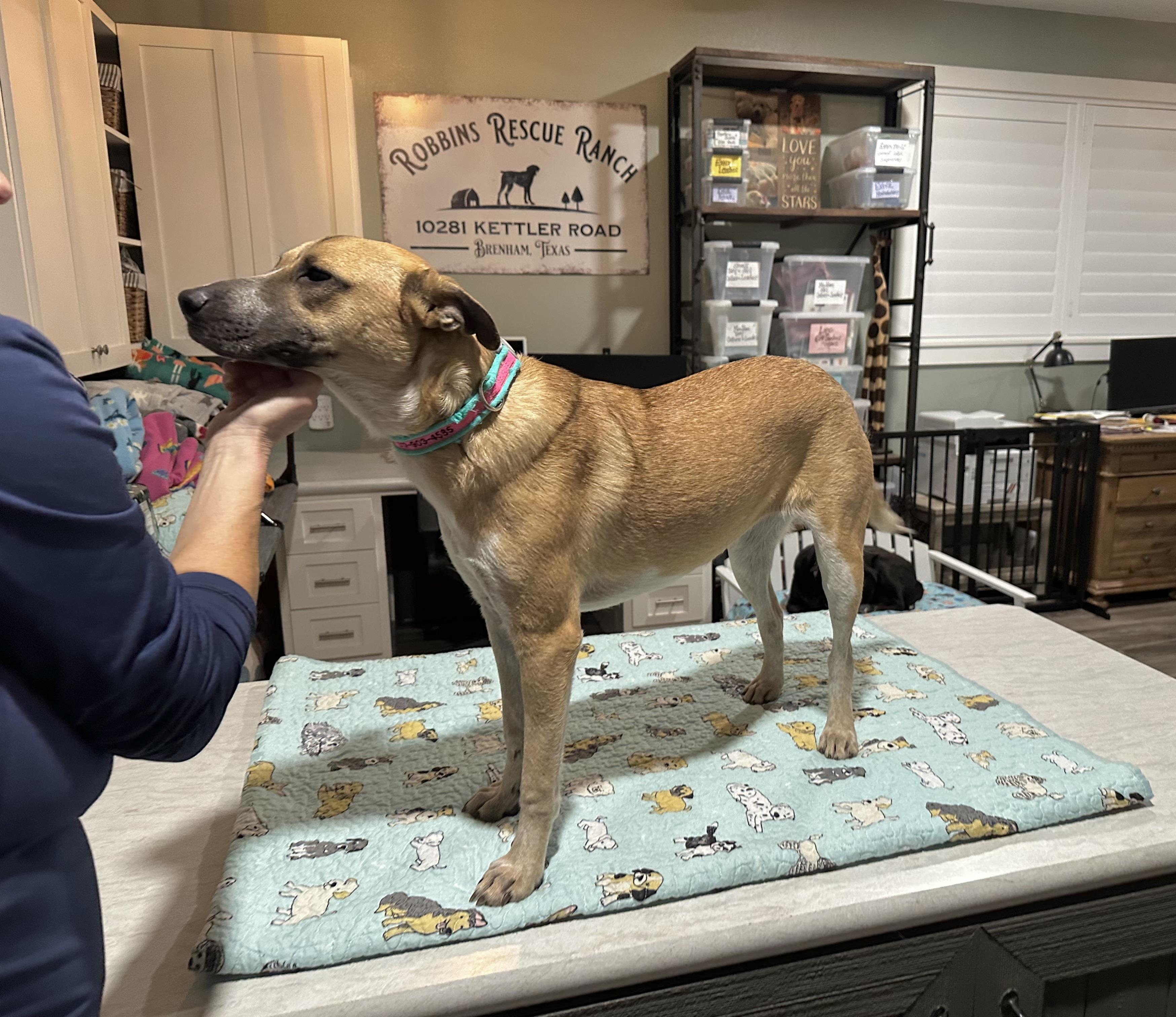 Enlarge Madison, a ADOPTABLE mixed breed in West Islip, NY image 3/6