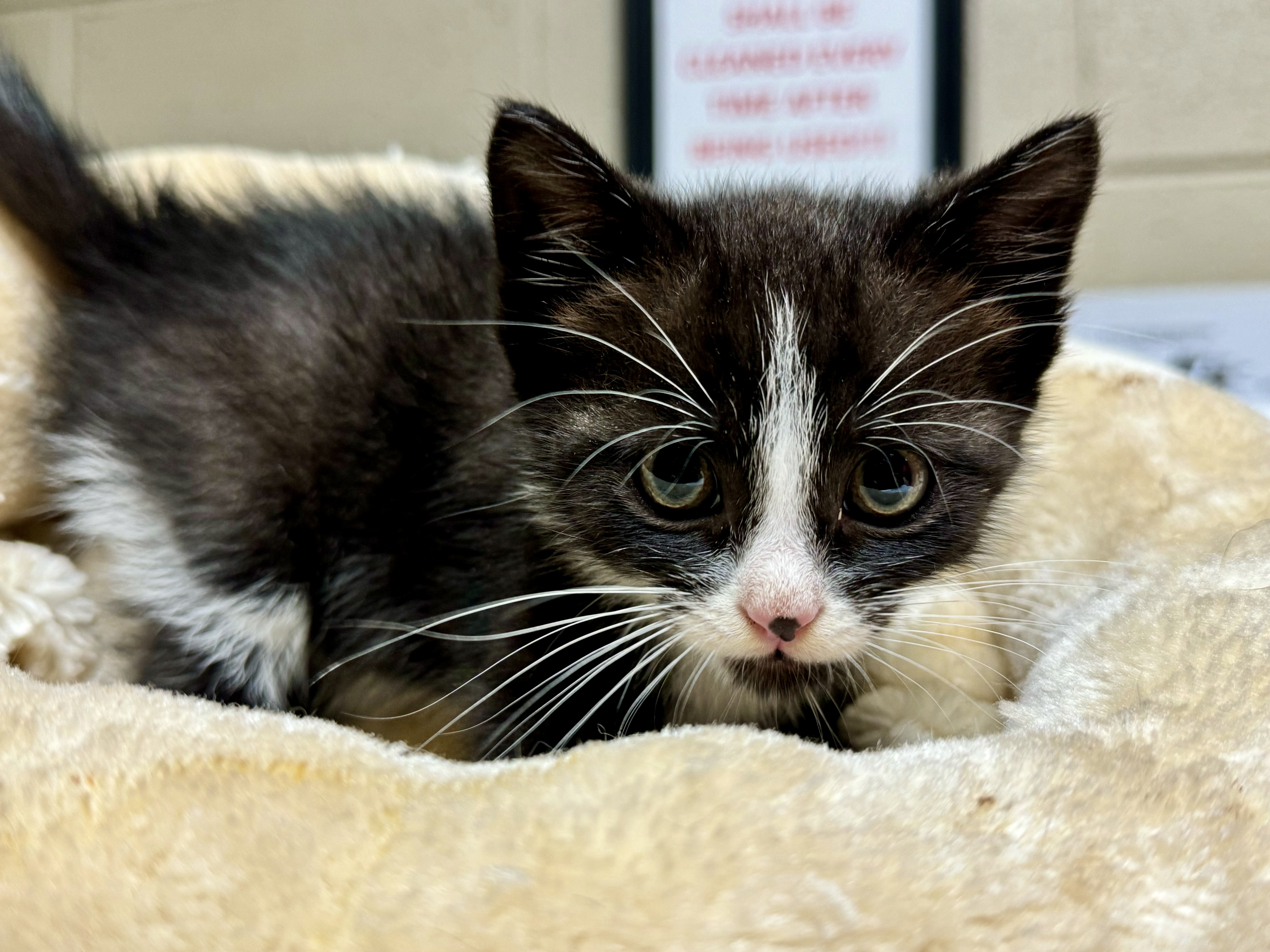 Max, Young Male Domestic Short Hair
