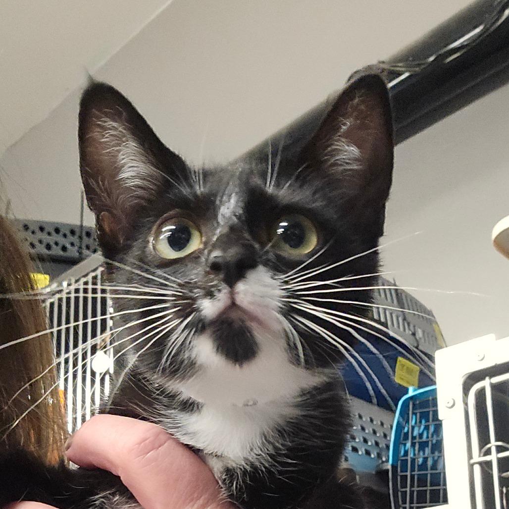 Millie, Adoptable, Kitten Female Domestic Short Hair.