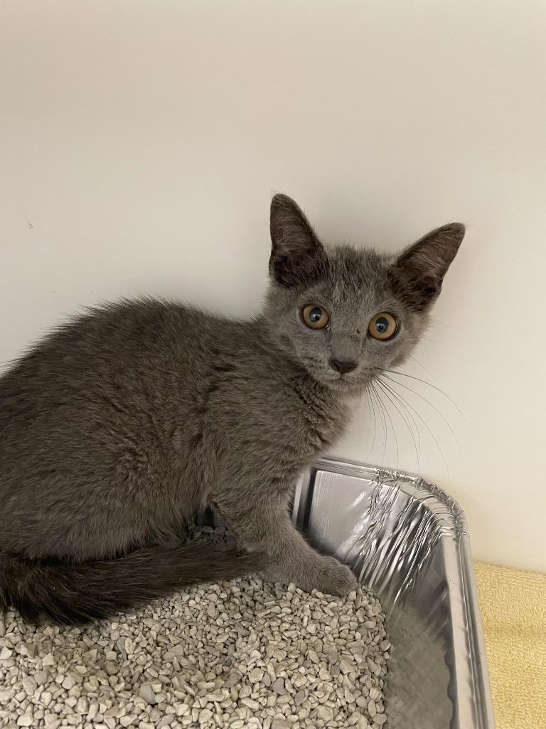 Pixie, Adoptable, Kitten Female Domestic Short Hair.