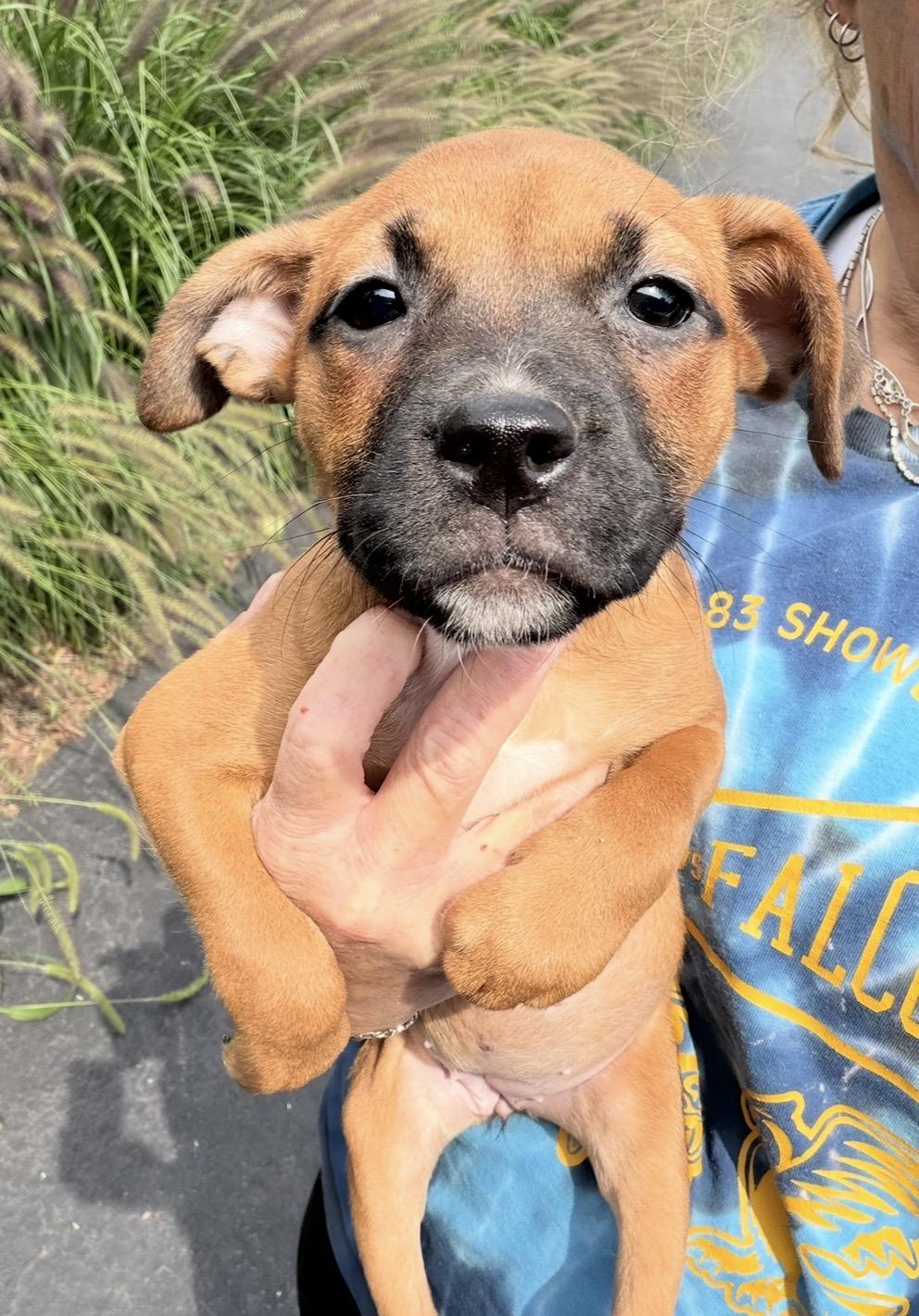 Enlarge Robbi, a Adoptable mixed breed in Arlington Heights, IL image 4/5